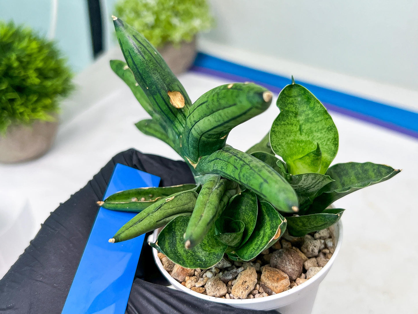 Sansevieria Melon (#AC5) | Rare Imported Snake plant