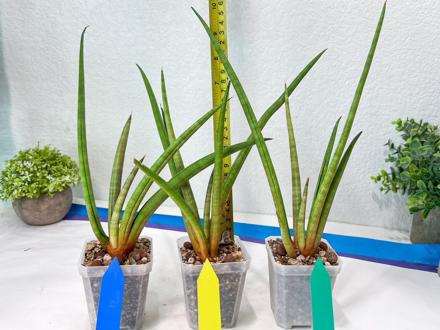 Sanseviera Flamingo (#B1) | Imported Hybrids