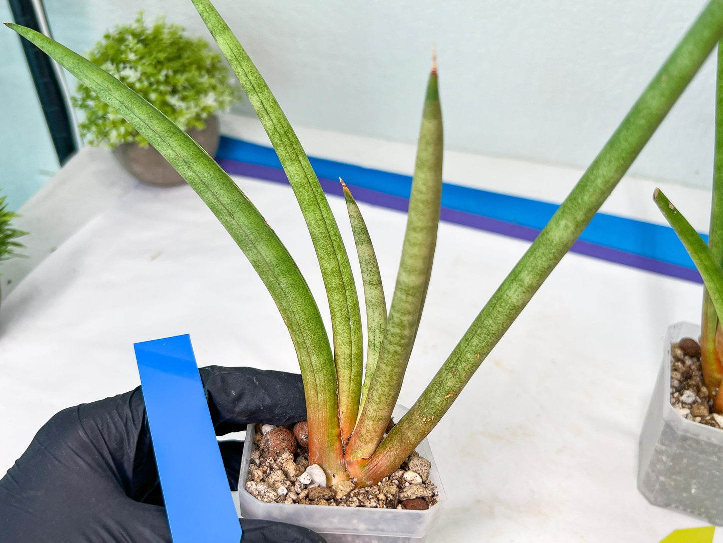 Sanseviera Flamingo (#B1) | Imported Hybrids