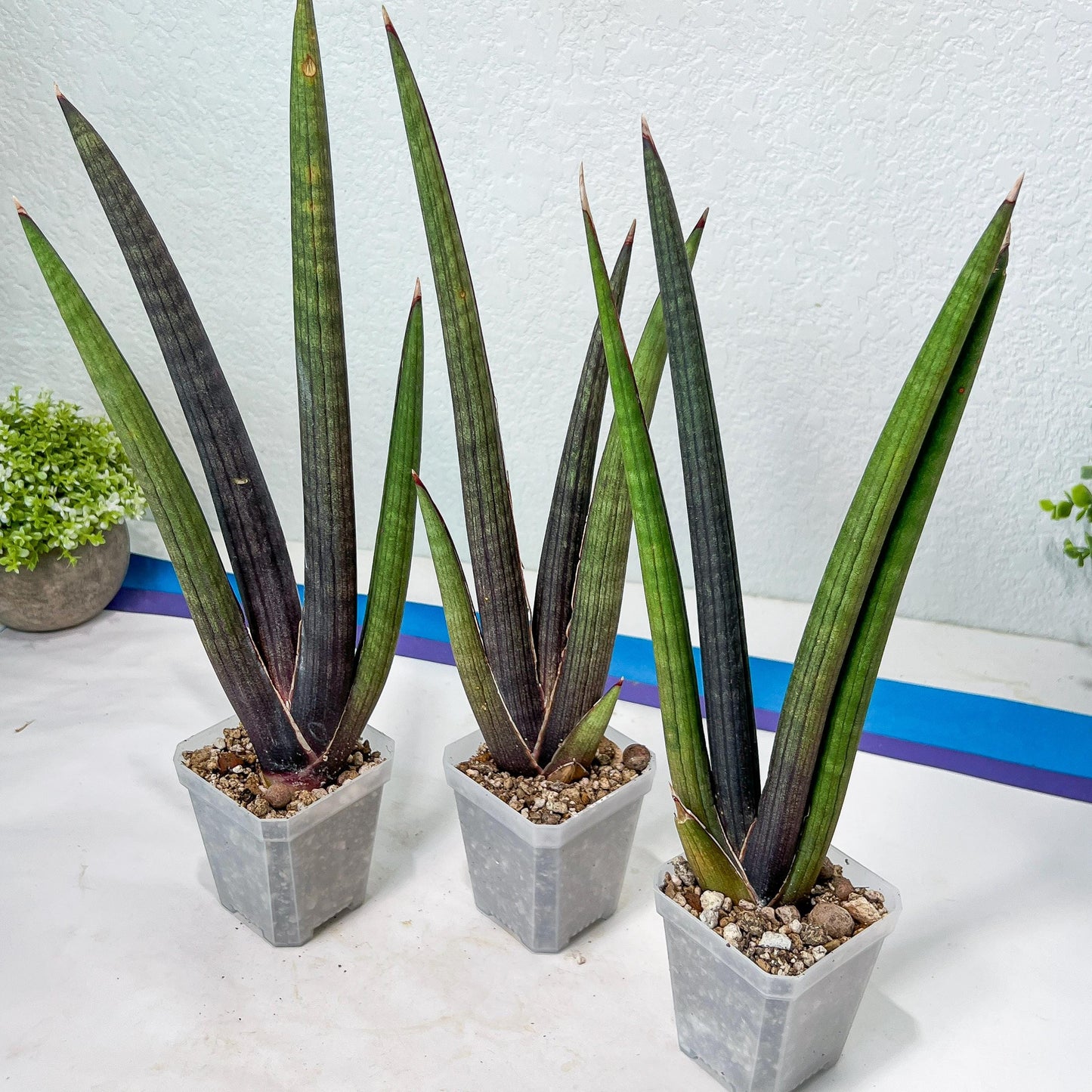 Sansevieria Pink Cell (B1) | Color changes seasonally