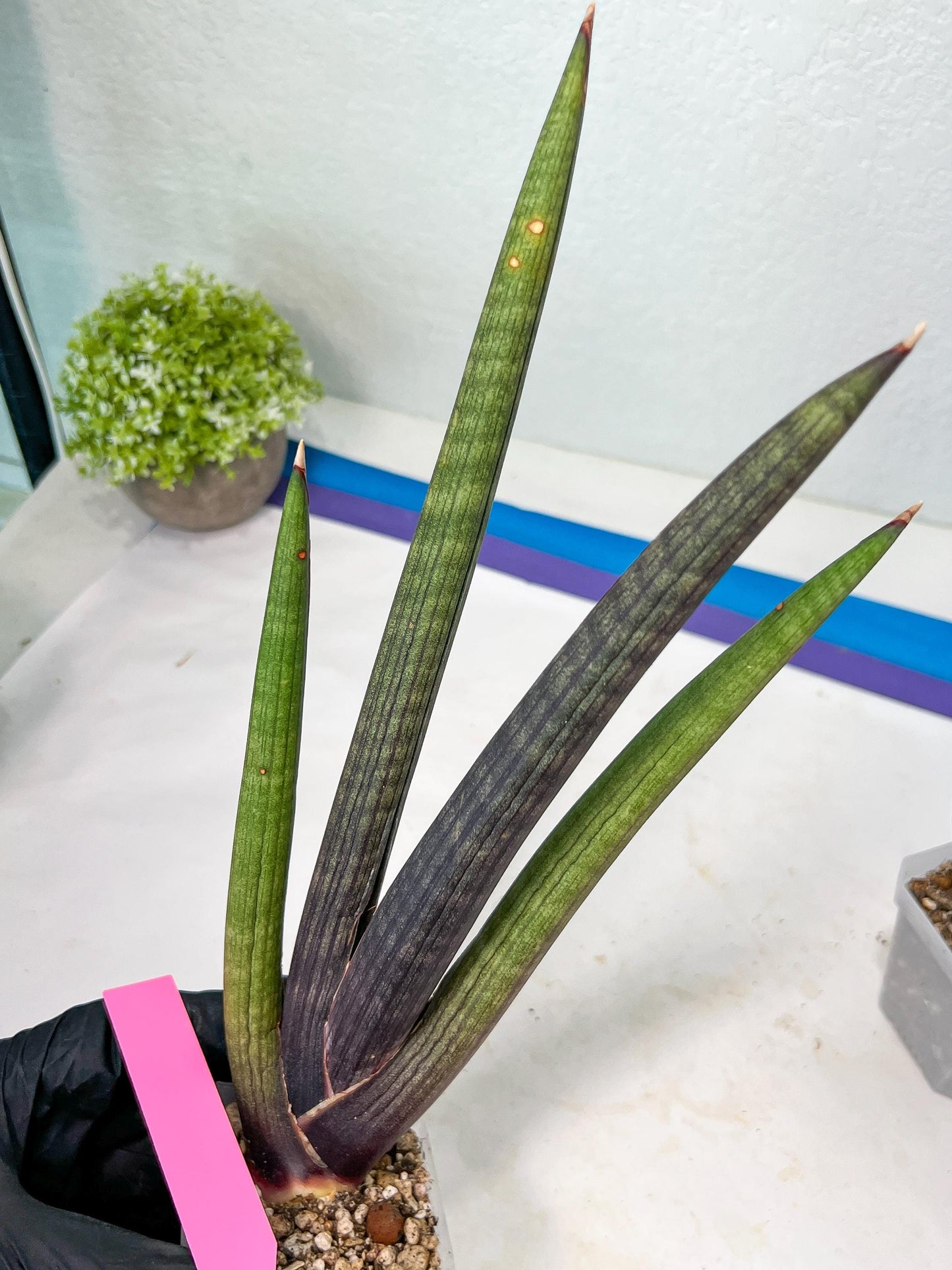 Sansevieria Pink Cell (B1) | Color changes seasonally