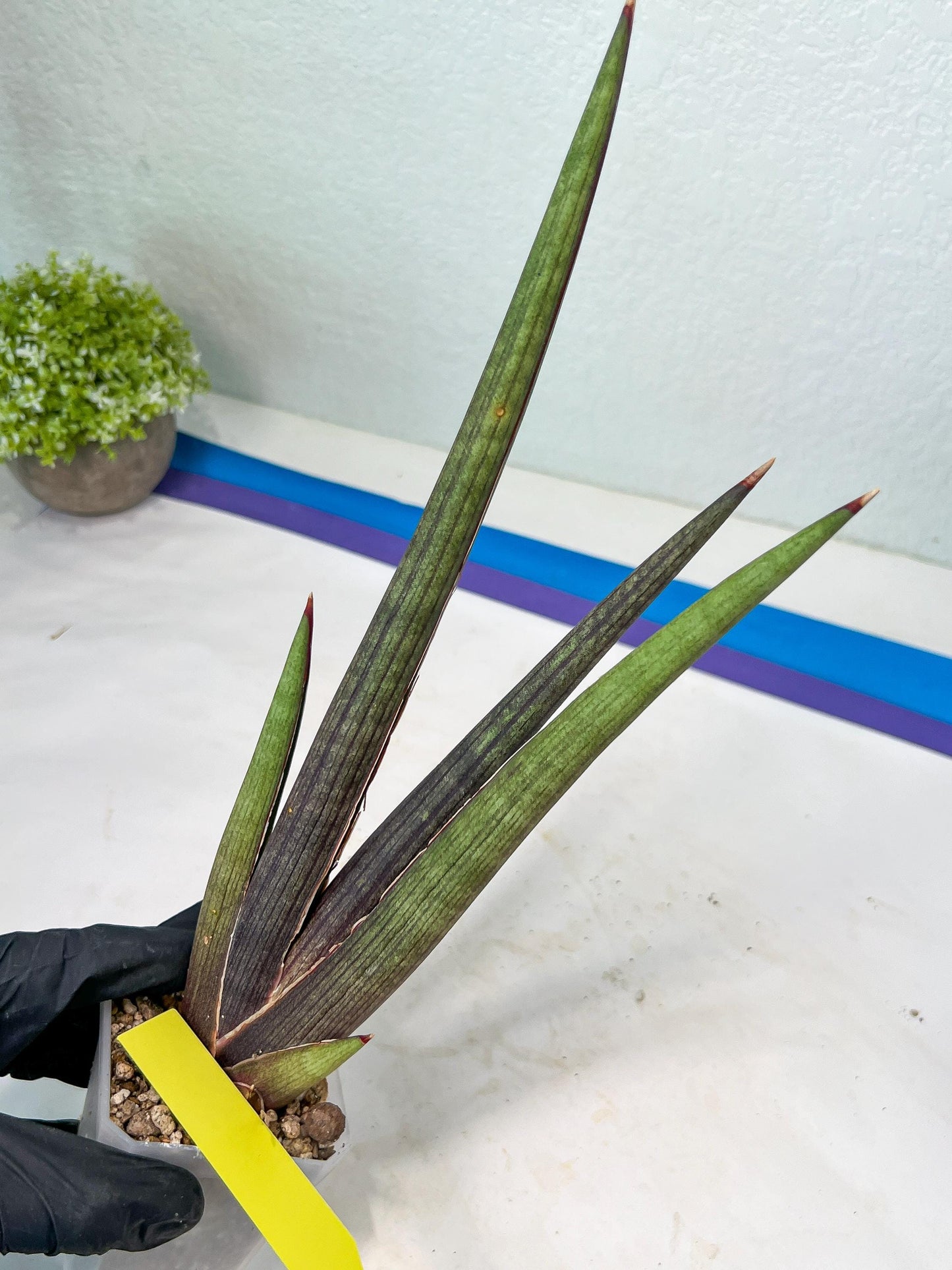 Sansevieria Pink Cell (B1) | Color changes seasonally