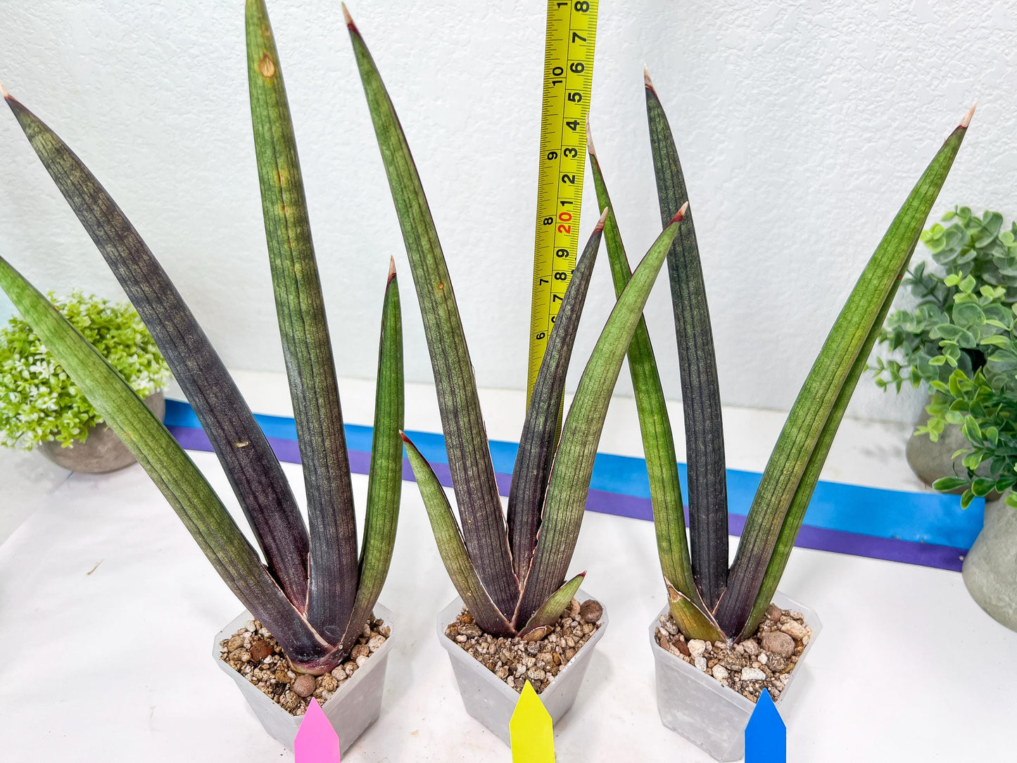 Sansevieria Pink Cell (B1) | Color changes seasonally