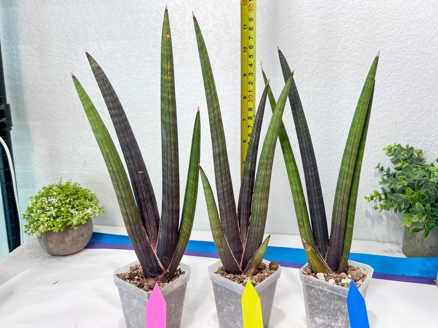 Sansevieria Pink Cell (B1) | Color changes seasonally