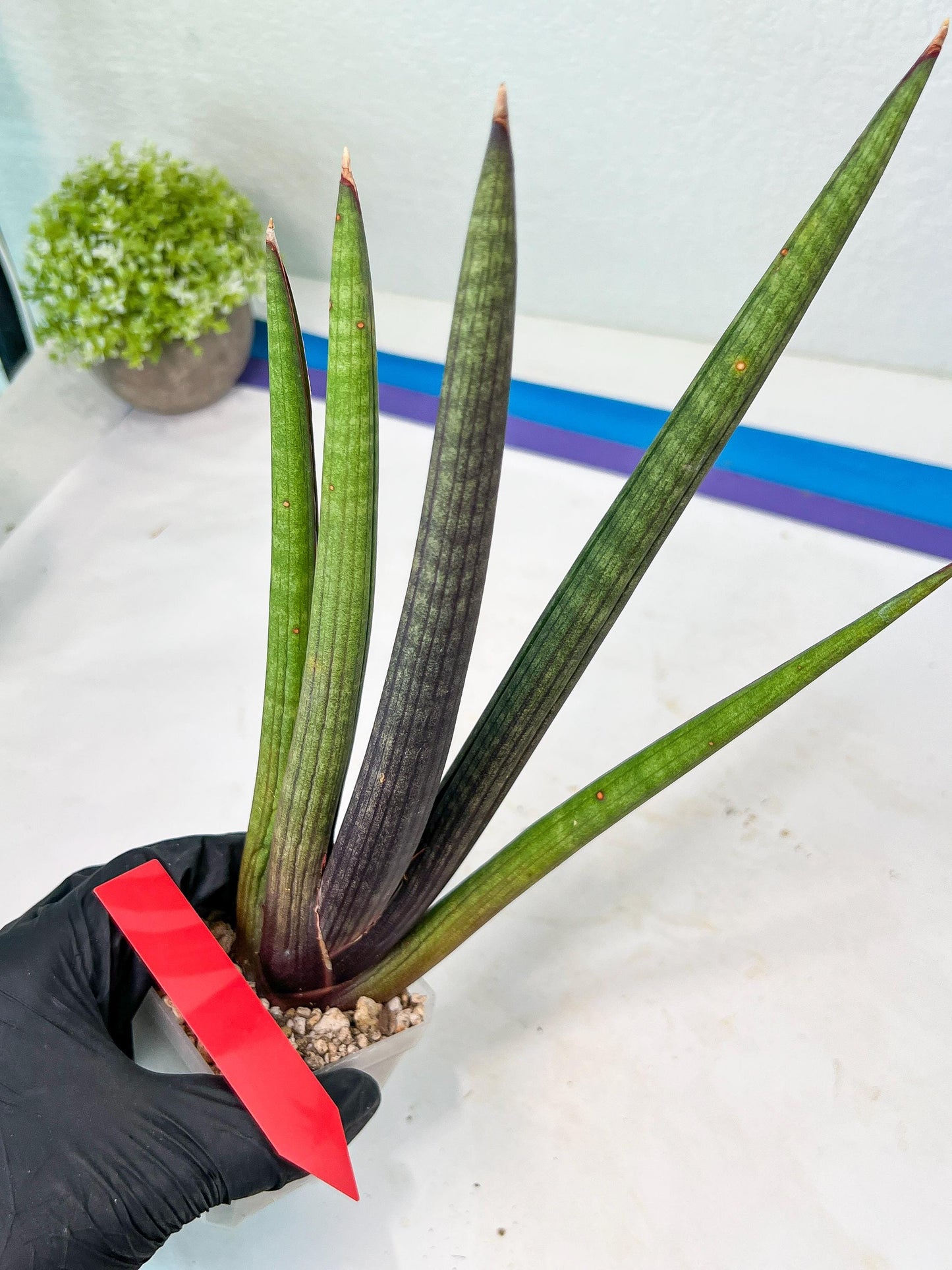 Sansevieria Pink Cell (B1.2) | Color changes seasonally