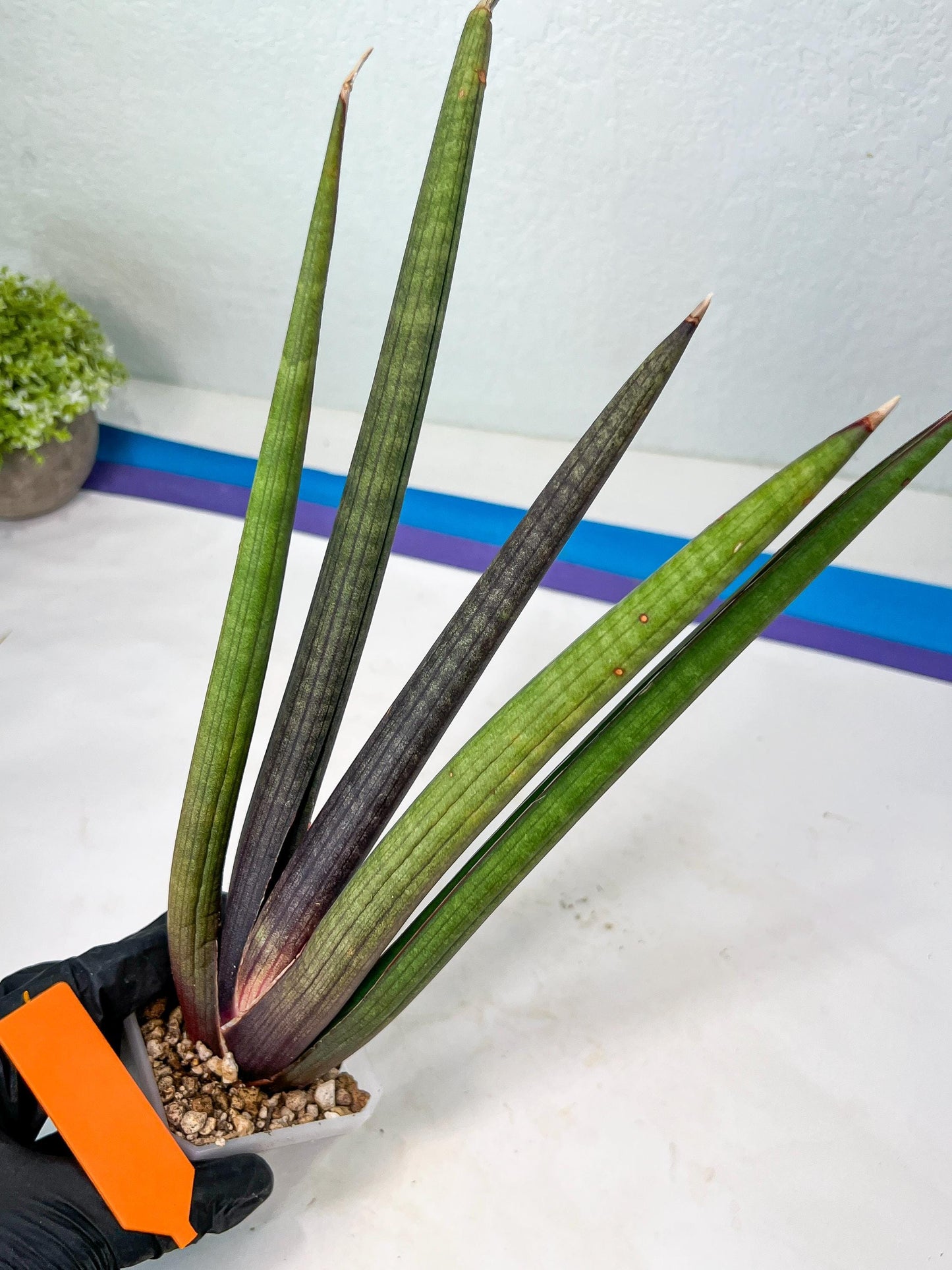 Sansevieria Pink Cell (B1.2) | Color changes seasonally