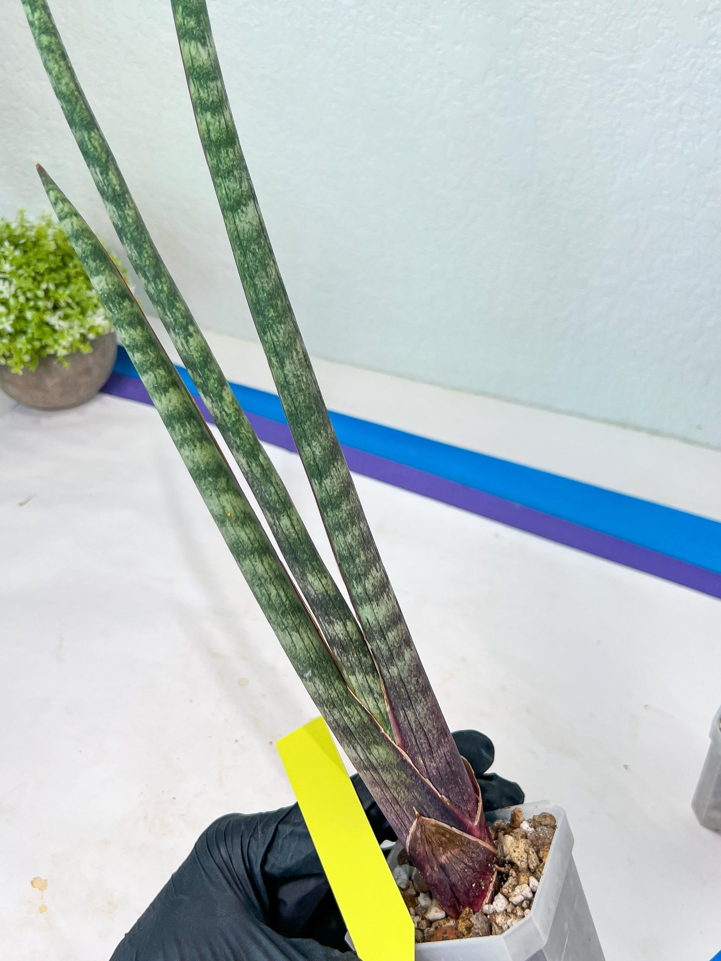 Sanseviera Pies Morados (#B1) | New Imported Hybrids