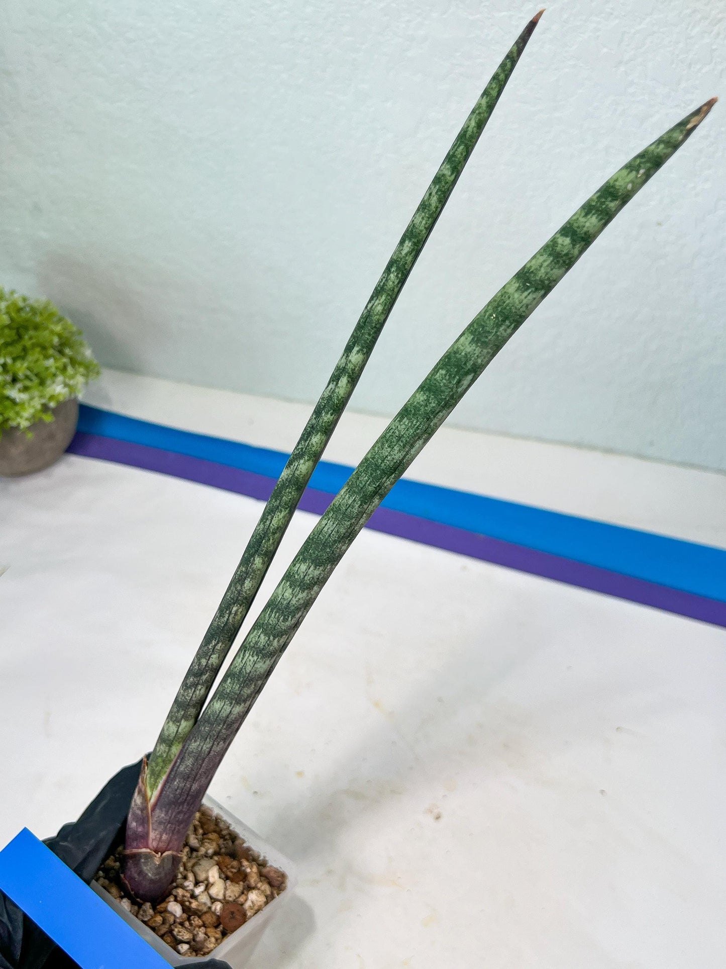 Sanseviera Pies Morados (#B1) | New Imported Hybrids