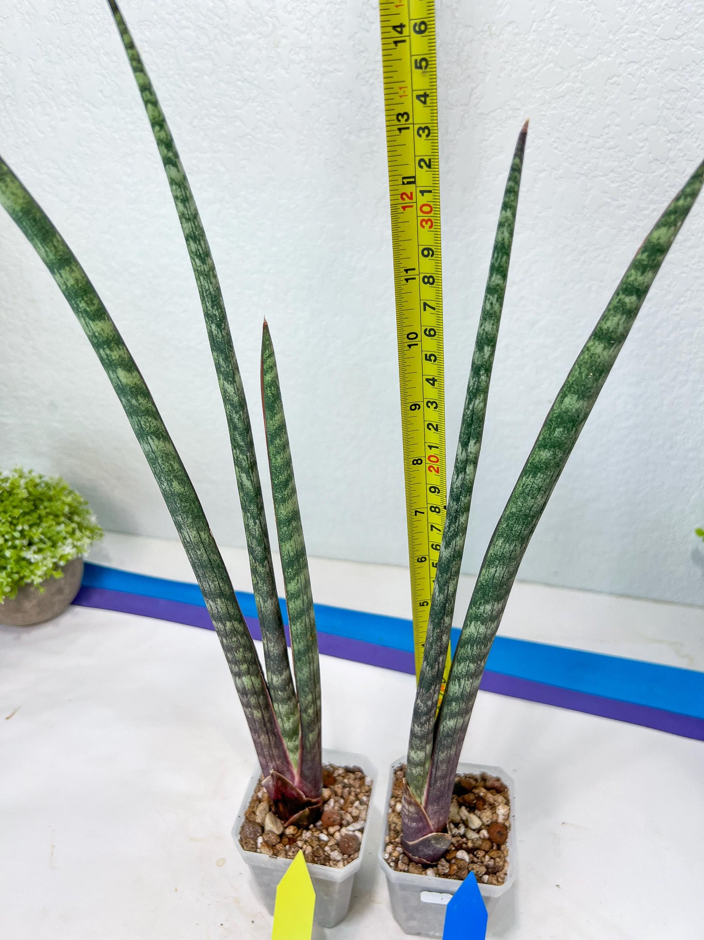 Sanseviera Pies Morados (#B1) | New Imported Hybrids
