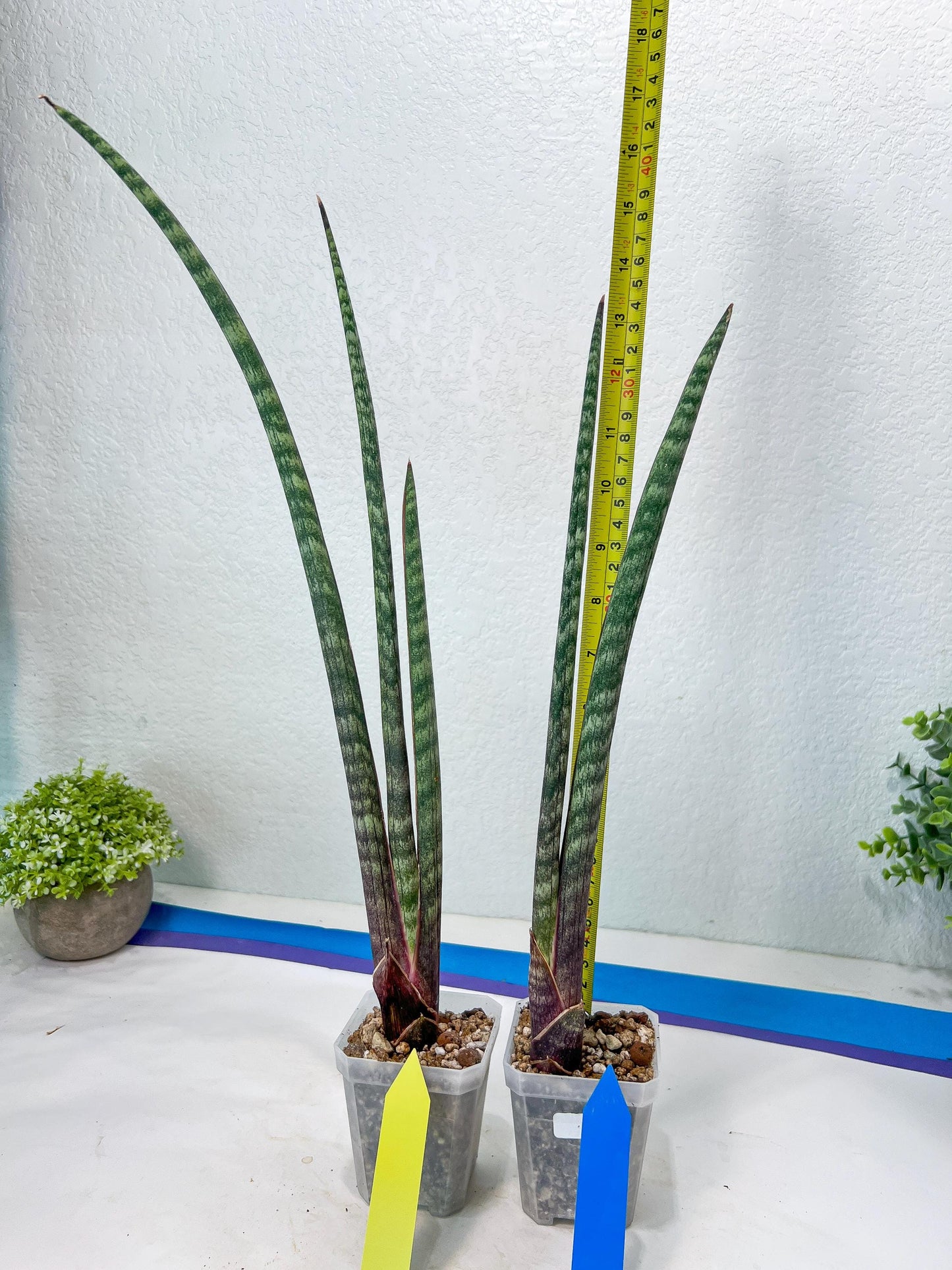 Sanseviera Pies Morados (#B1) | New Imported Hybrids