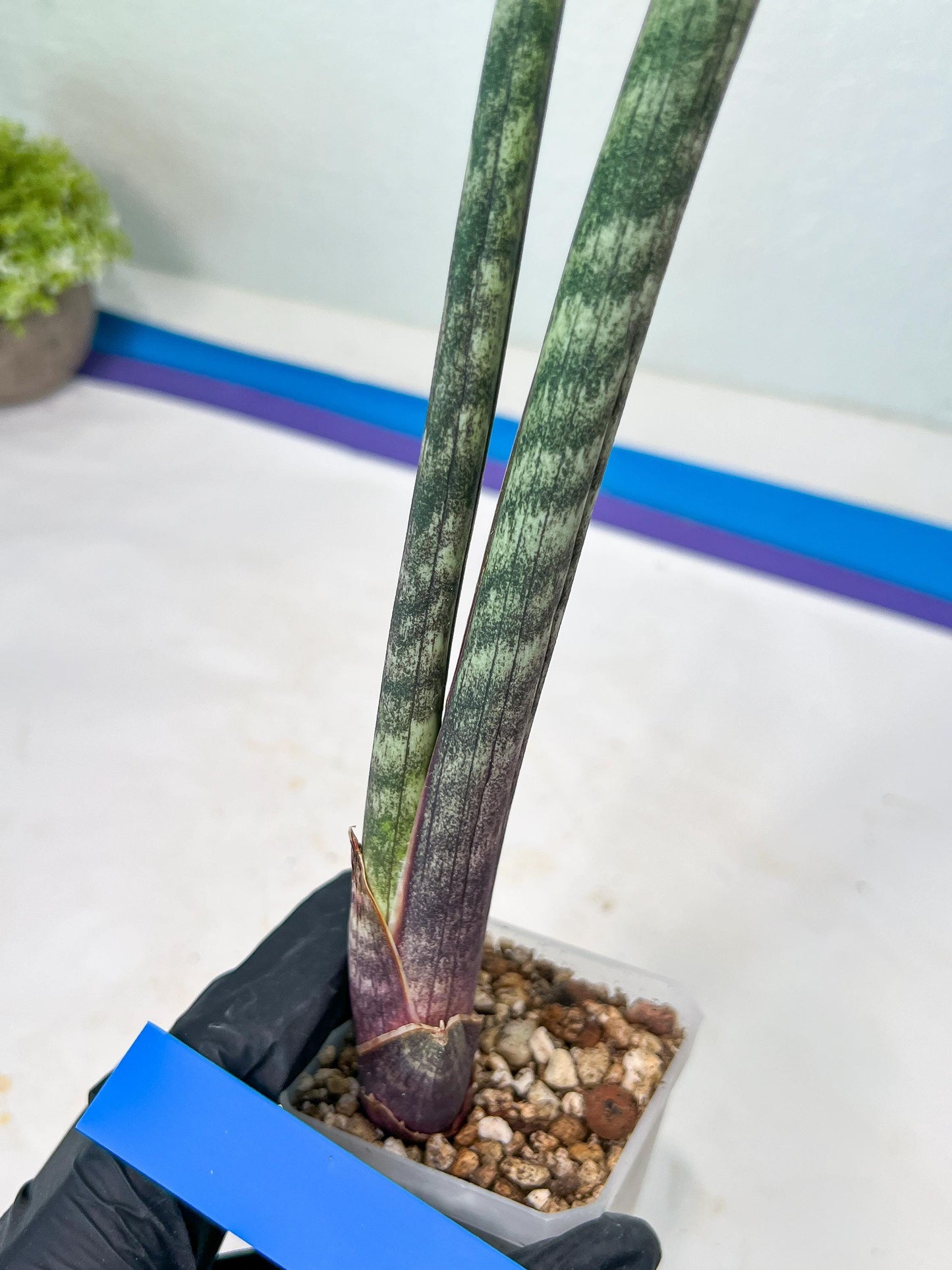 Sanseviera Pies Morados (#B1) | New Imported Hybrids