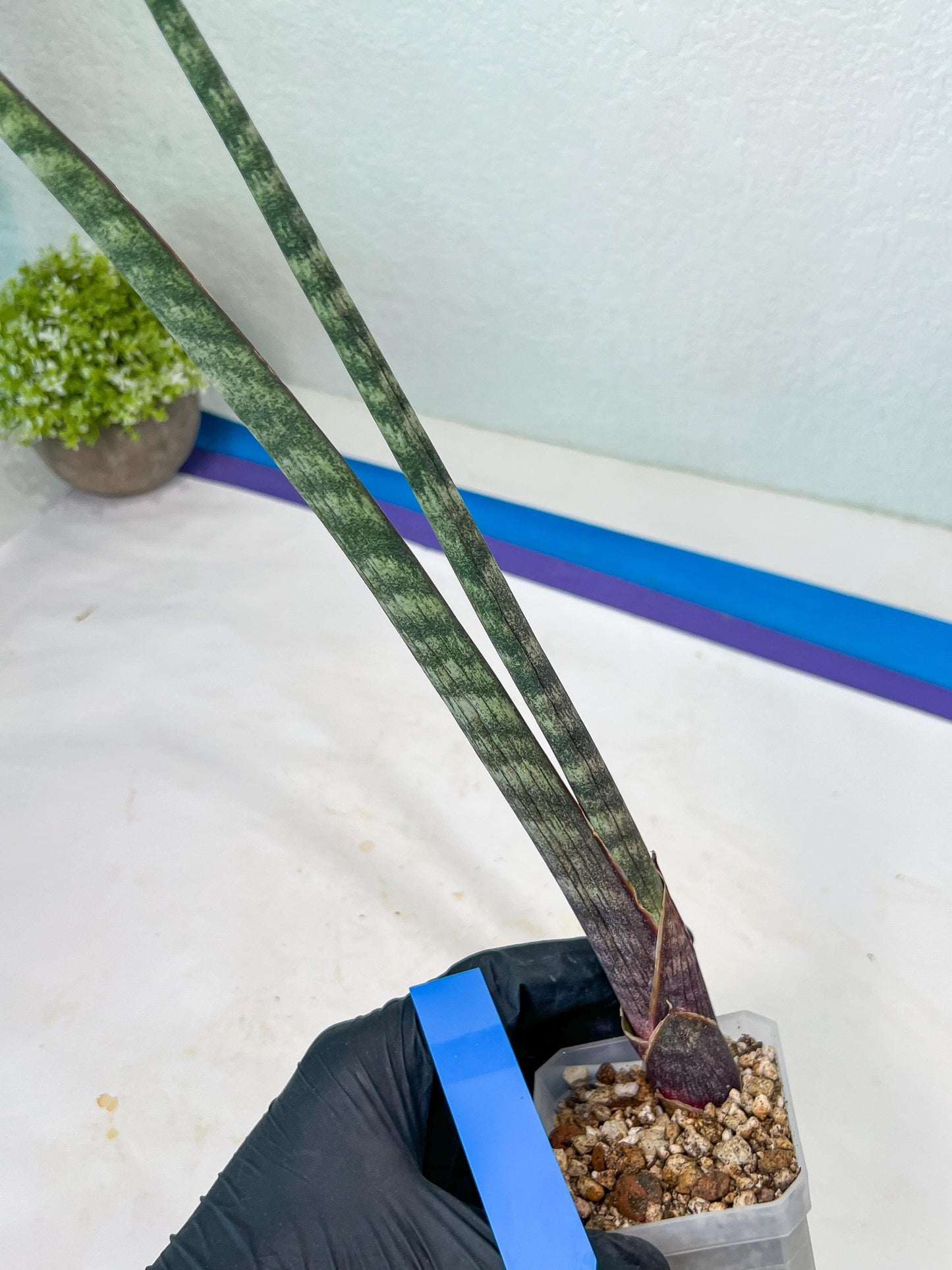 Sanseviera Pies Morados (#B1) | New Imported Hybrids