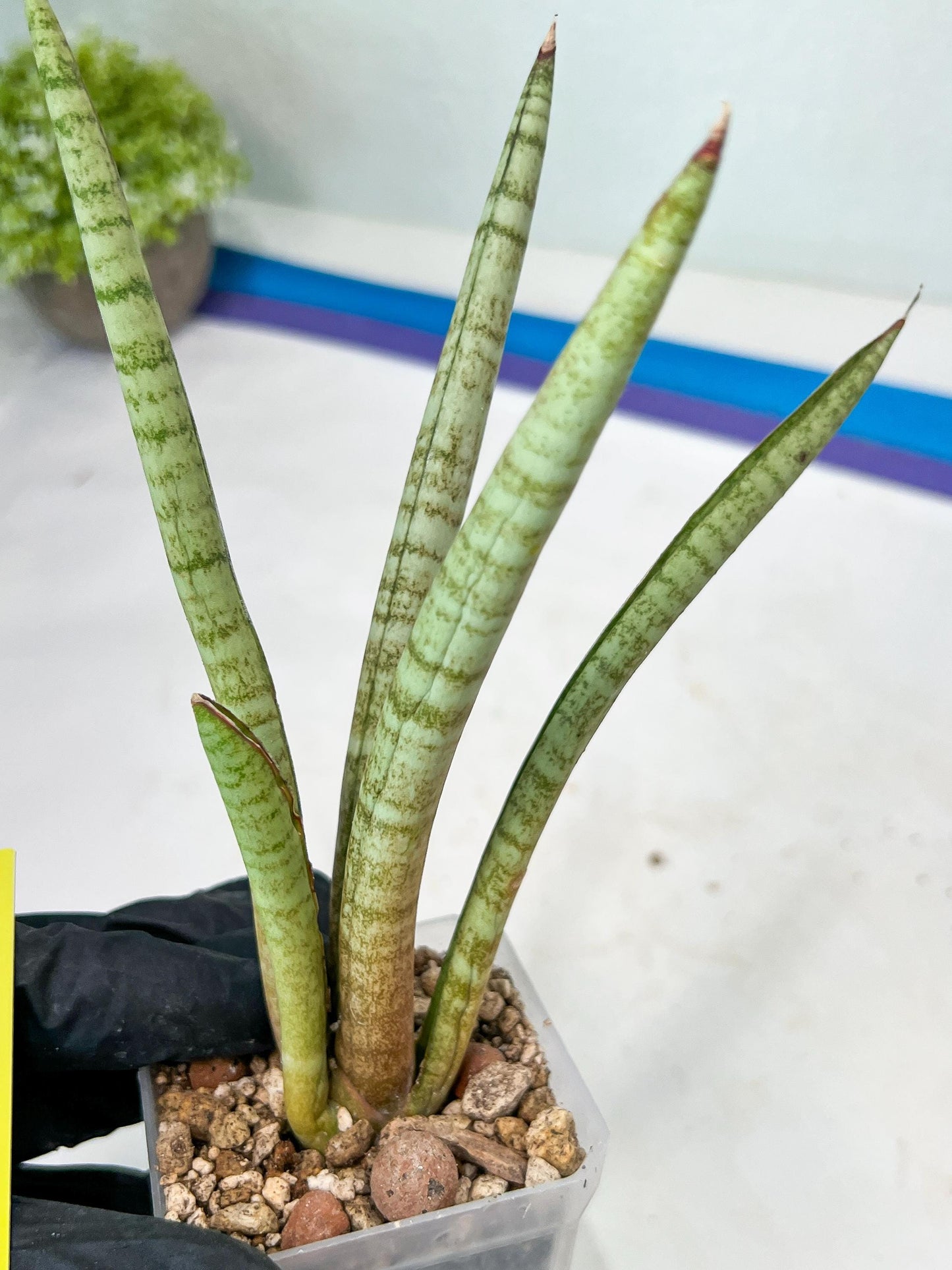 Sansevieria Pink Pen (#B2) | Impoted Hybirds