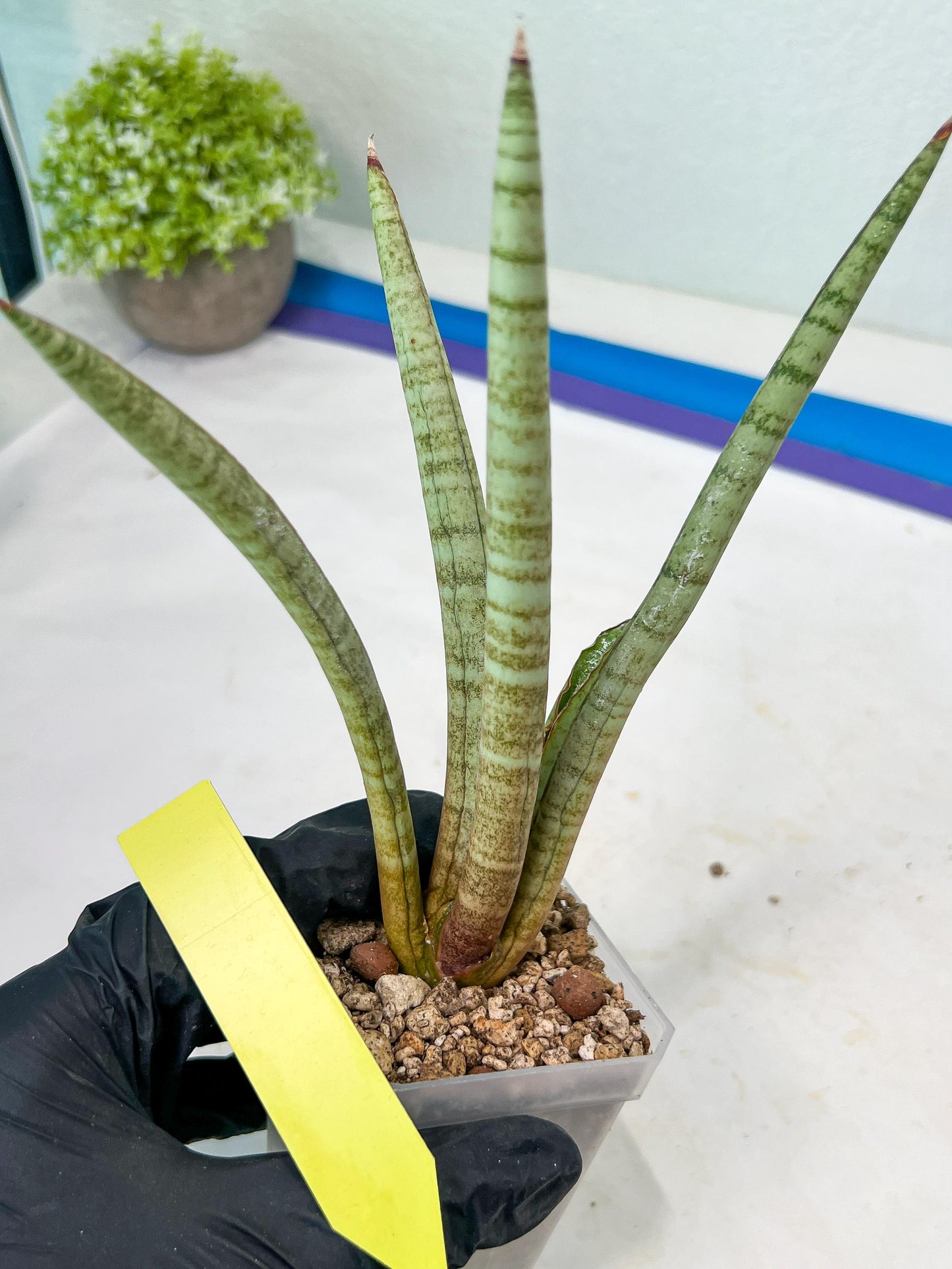 Sansevieria Pink Pen (#B2) | Impoted Hybirds