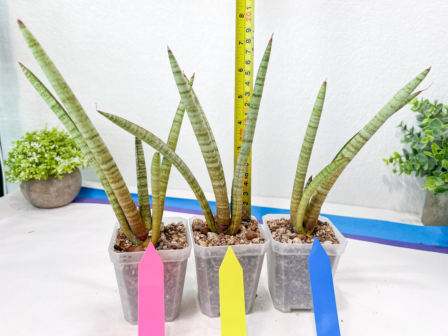 Sansevieria Pink Pen (#B2) | Impoted Hybirds