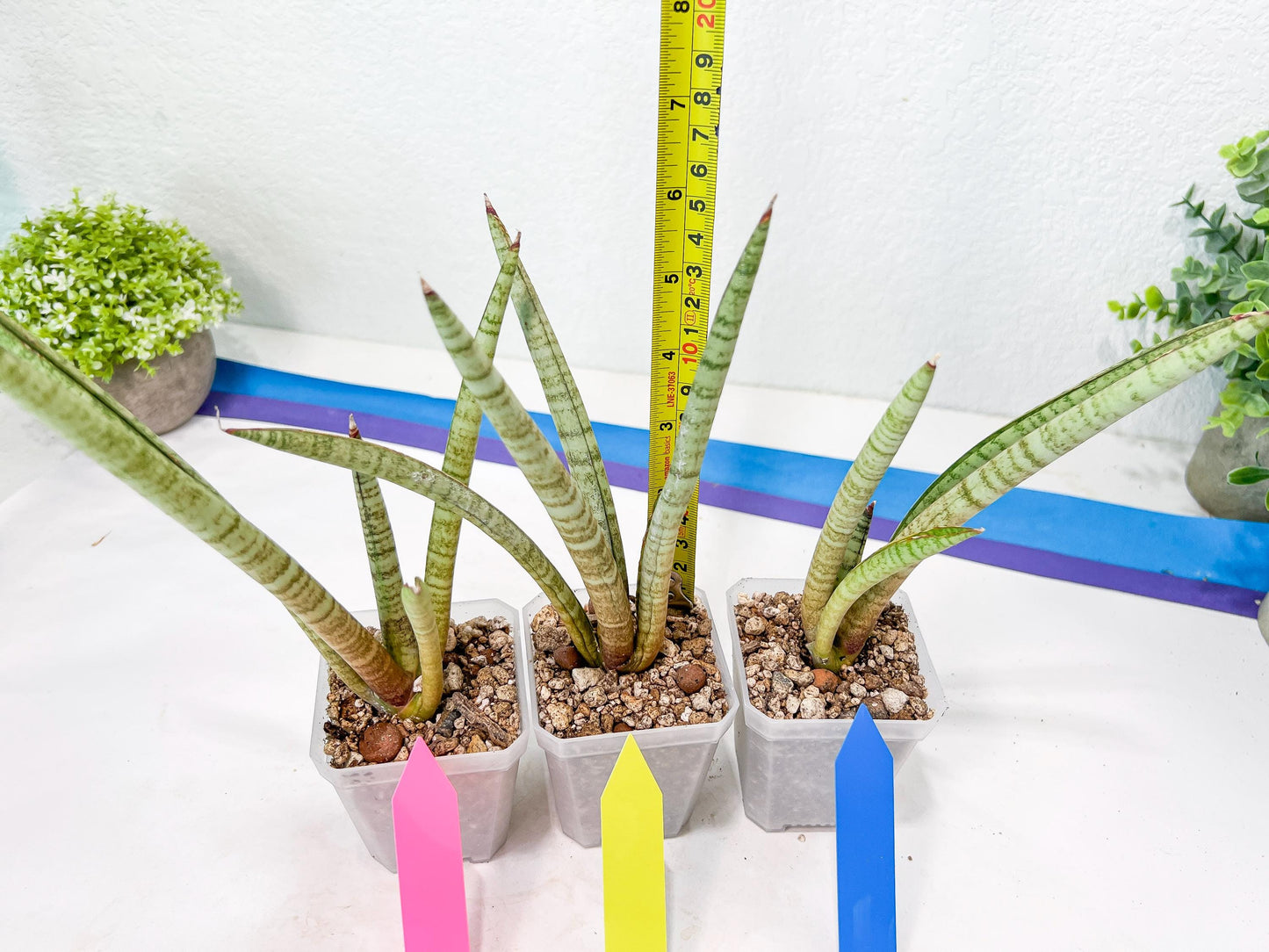 Sansevieria Pink Pen (#B2) | Impoted Hybirds