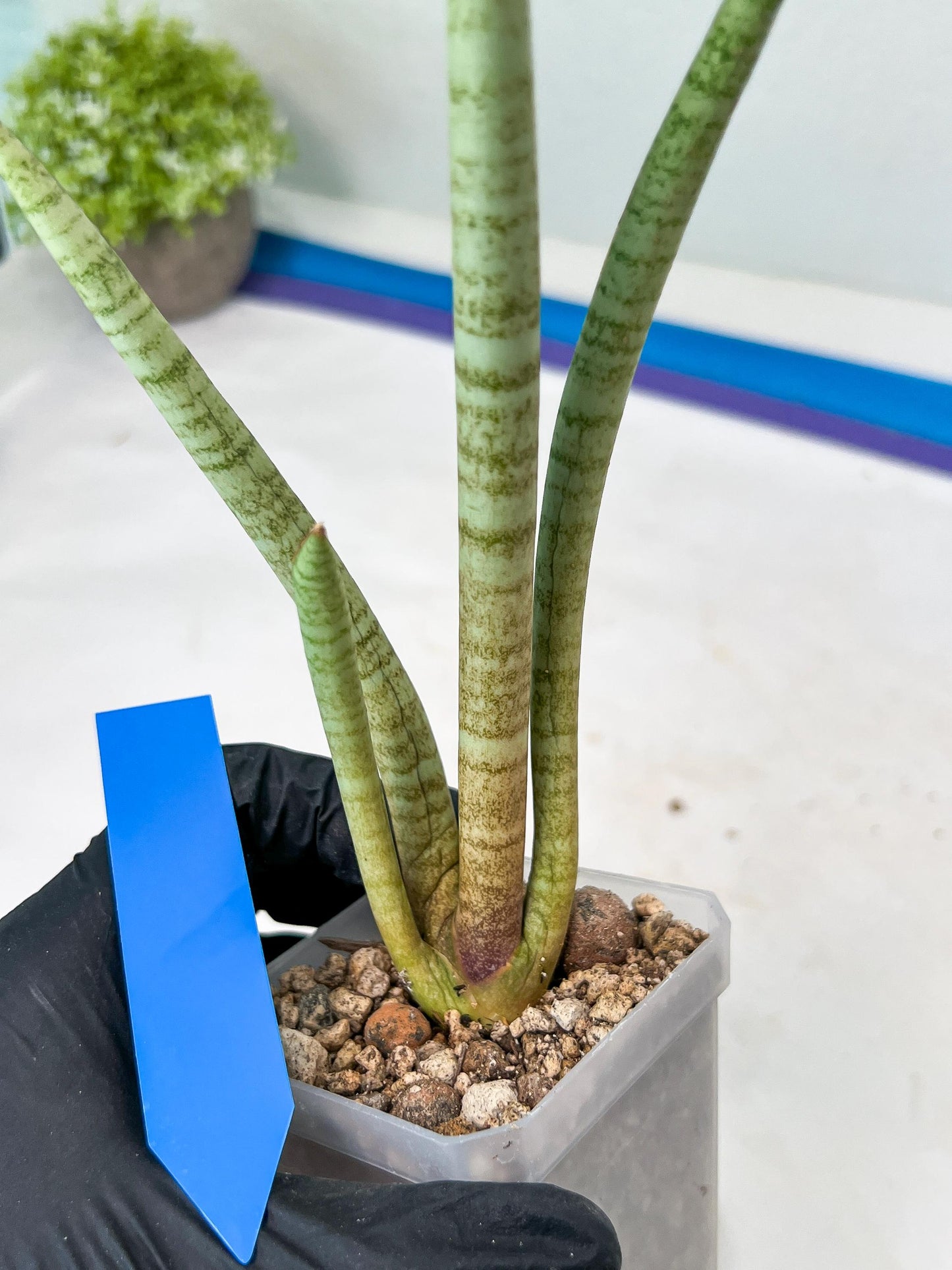 Sansevieria Pink Pen (#B2) | Impoted Hybirds