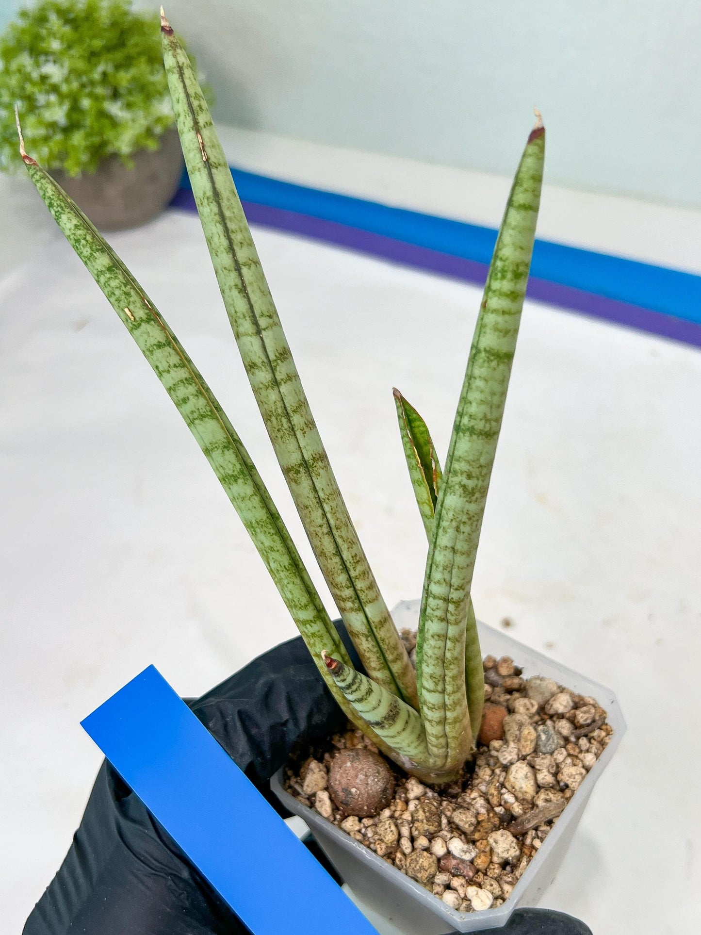 Sansevieria Pink Pen (#B2) | Impoted Hybirds