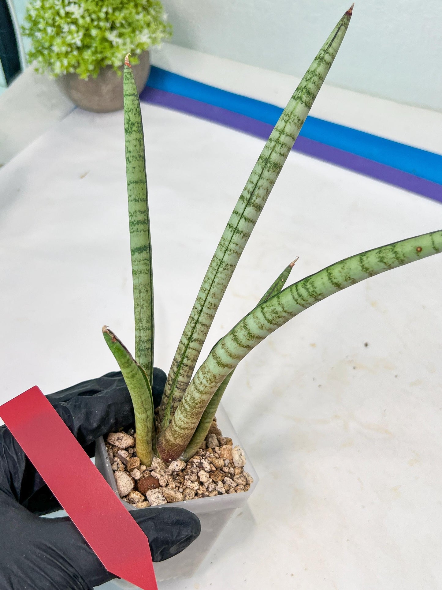 Sansevieria Pink Pen (#B2.2) | Impoted Hybirds