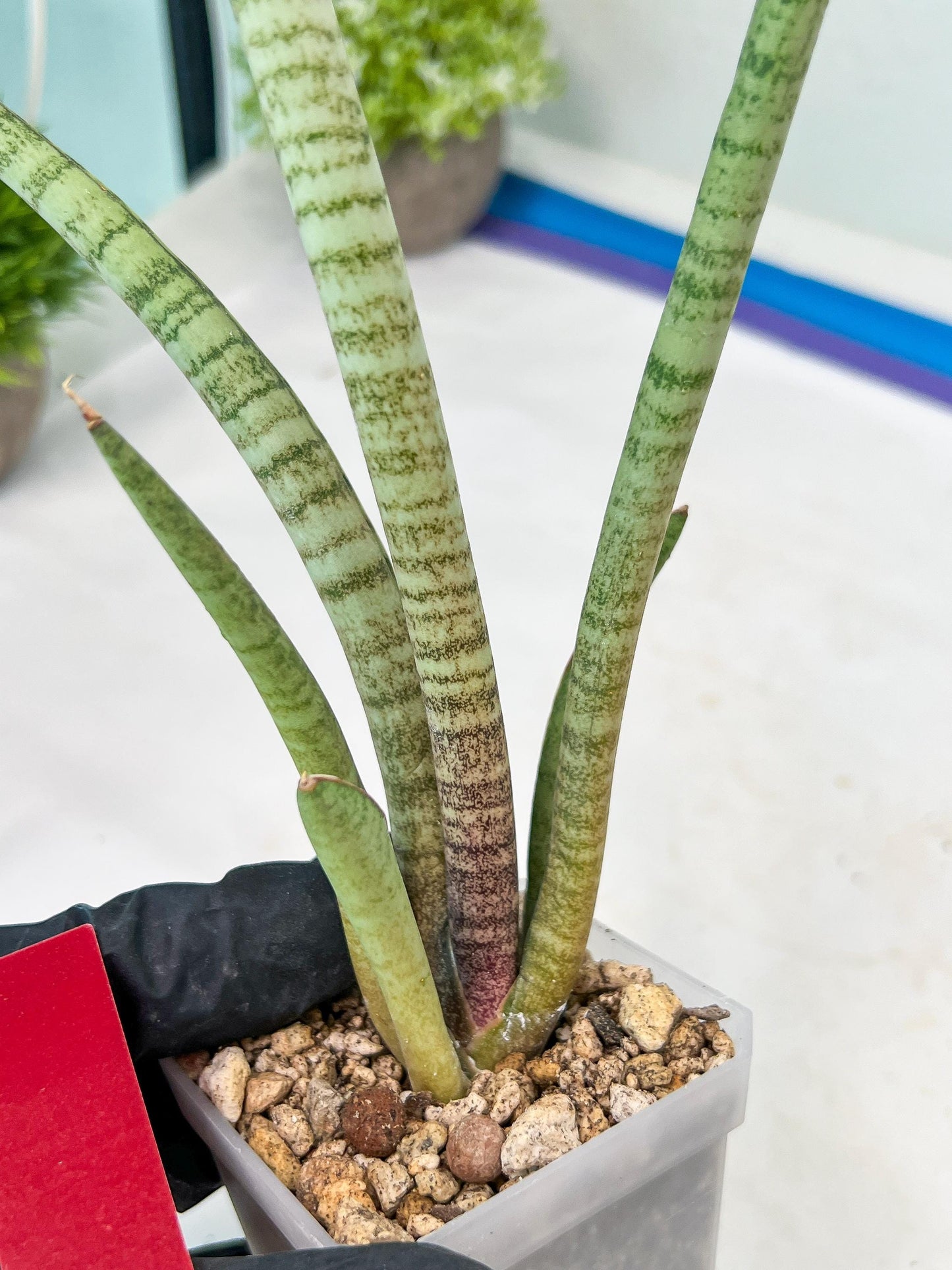 Sansevieria Pink Pen (#B2.2) | Impoted Hybirds