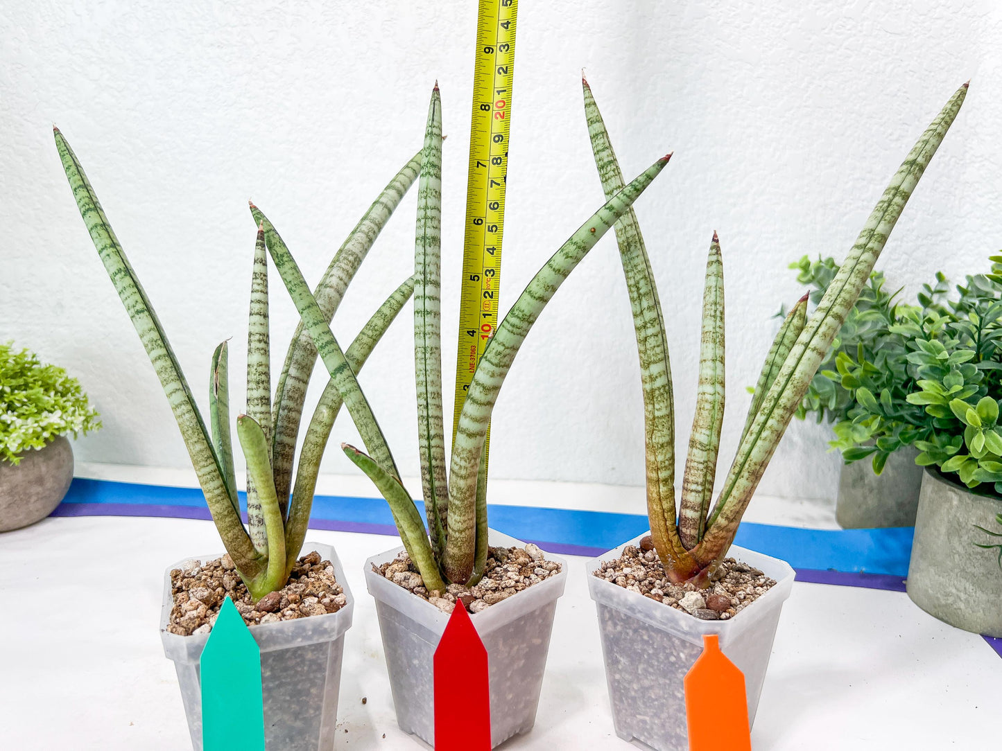 Sansevieria Pink Pen (#B2.2) | Impoted Hybirds