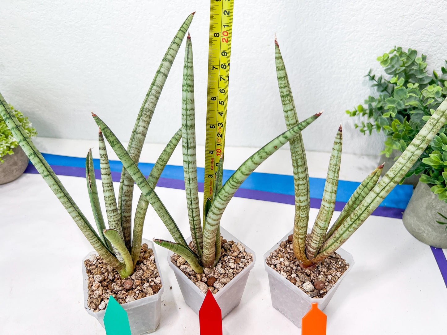 Sansevieria Pink Pen (#B2.2) | Impoted Hybirds