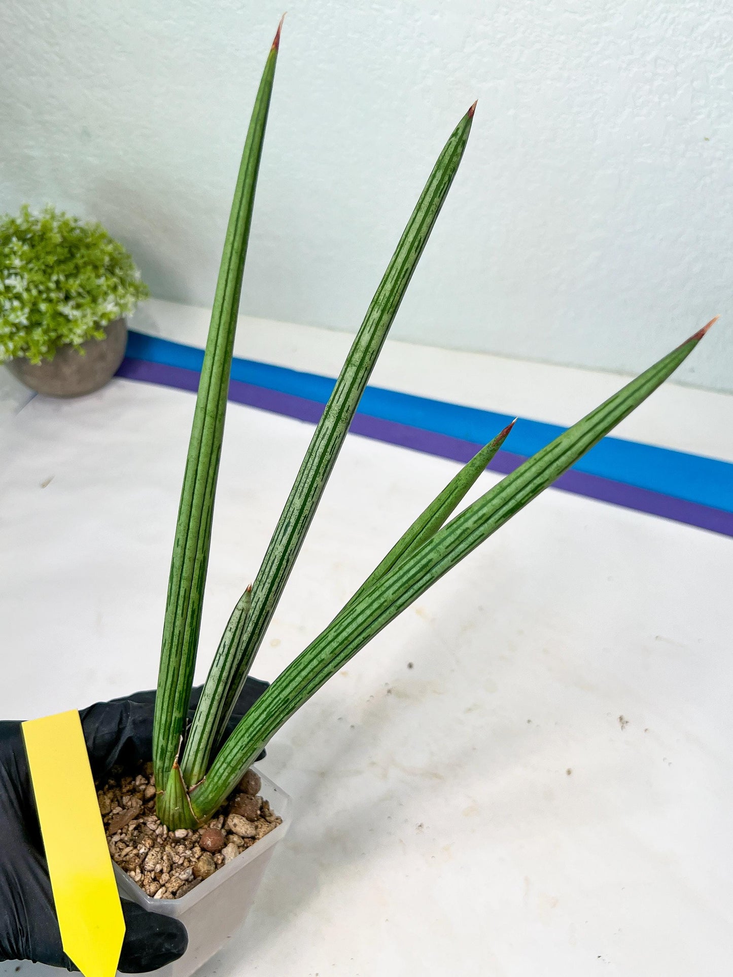 Sansevieria Mille Lignes (#B2) | New Imported Hybrids