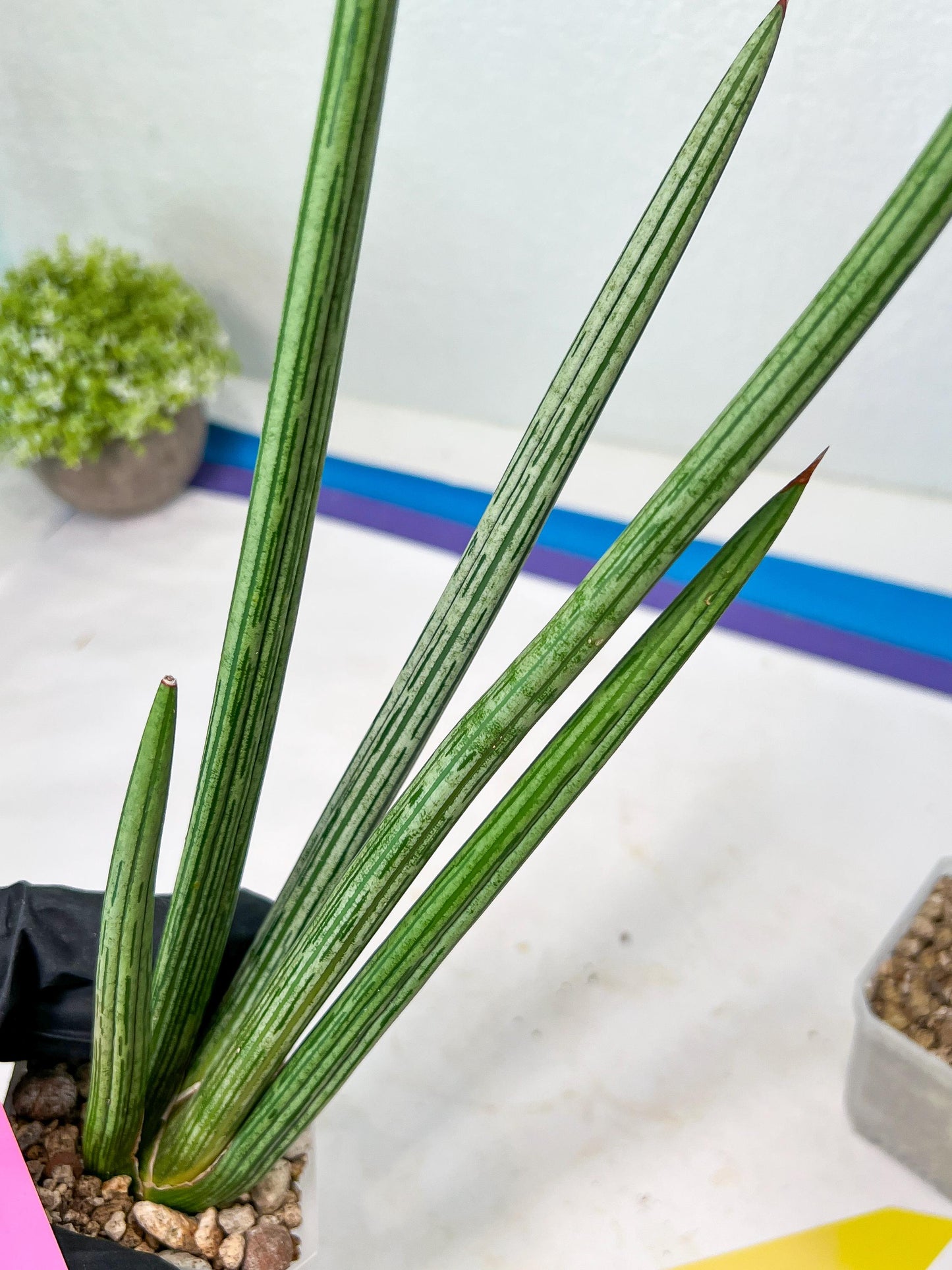 Sansevieria Mille Lignes (#B2) | New Imported Hybrids