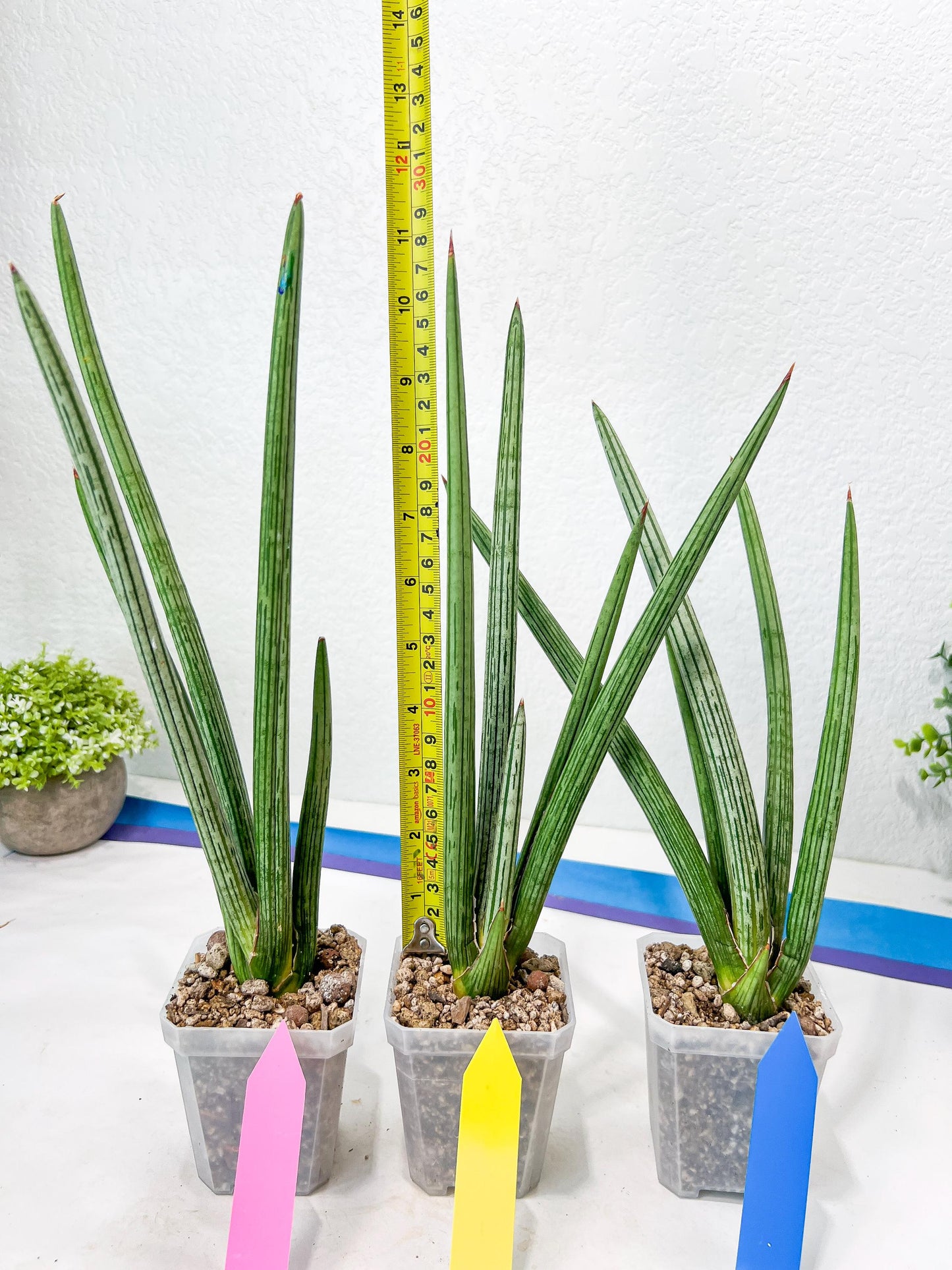Sansevieria Mille Lignes (#B2) | New Imported Hybrids
