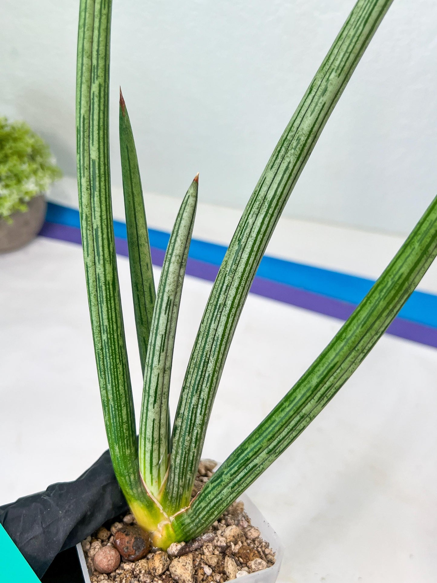 Sansevieria Mille Lignes (#B2.2) | New Imported Hybrids