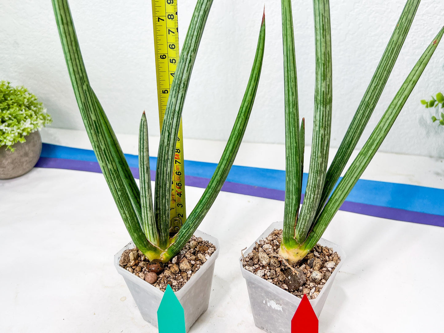 Sansevieria Mille Lignes (#B2.2) | New Imported Hybrids