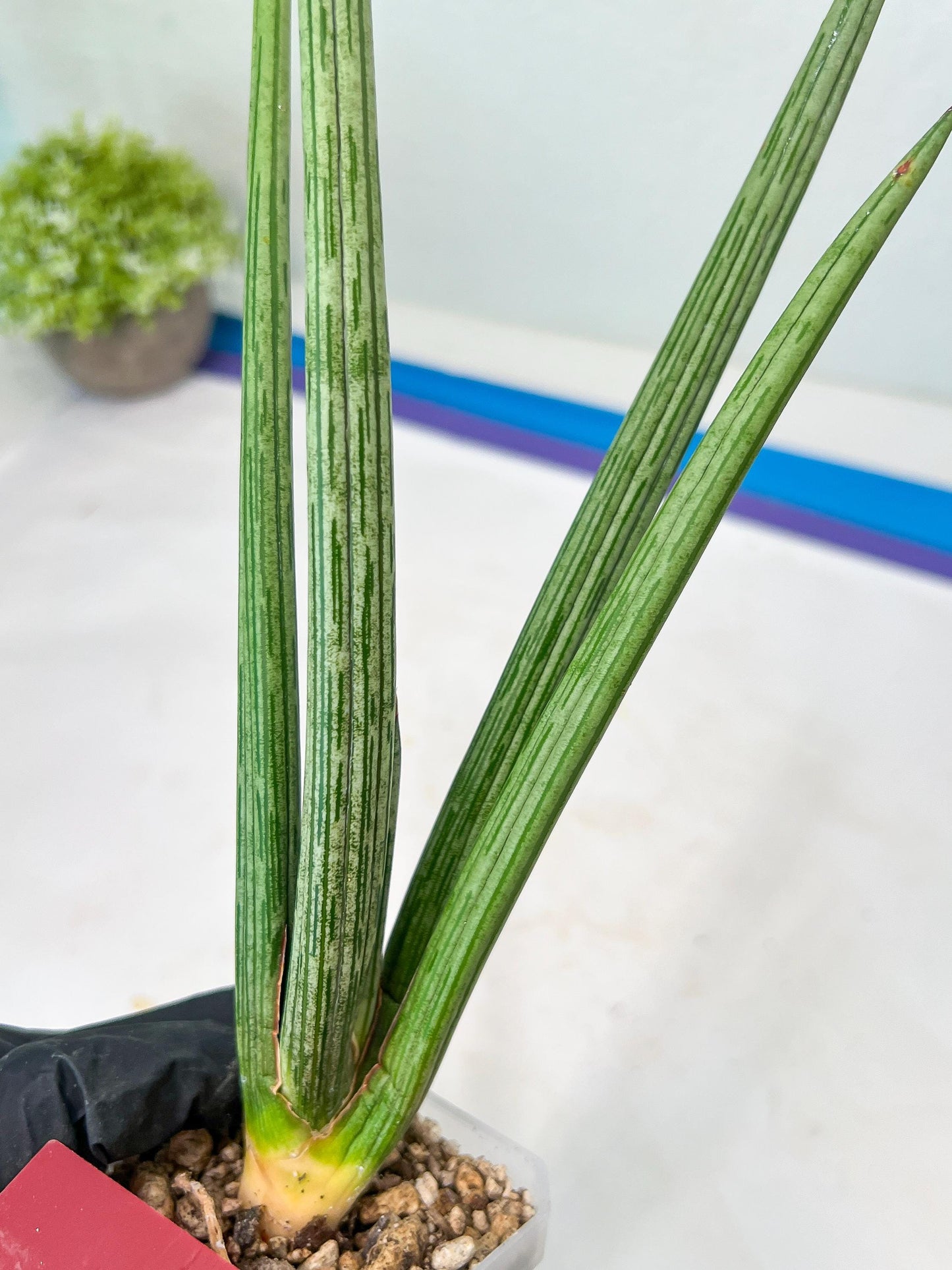 Sansevieria Mille Lignes (#B2.2) | New Imported Hybrids