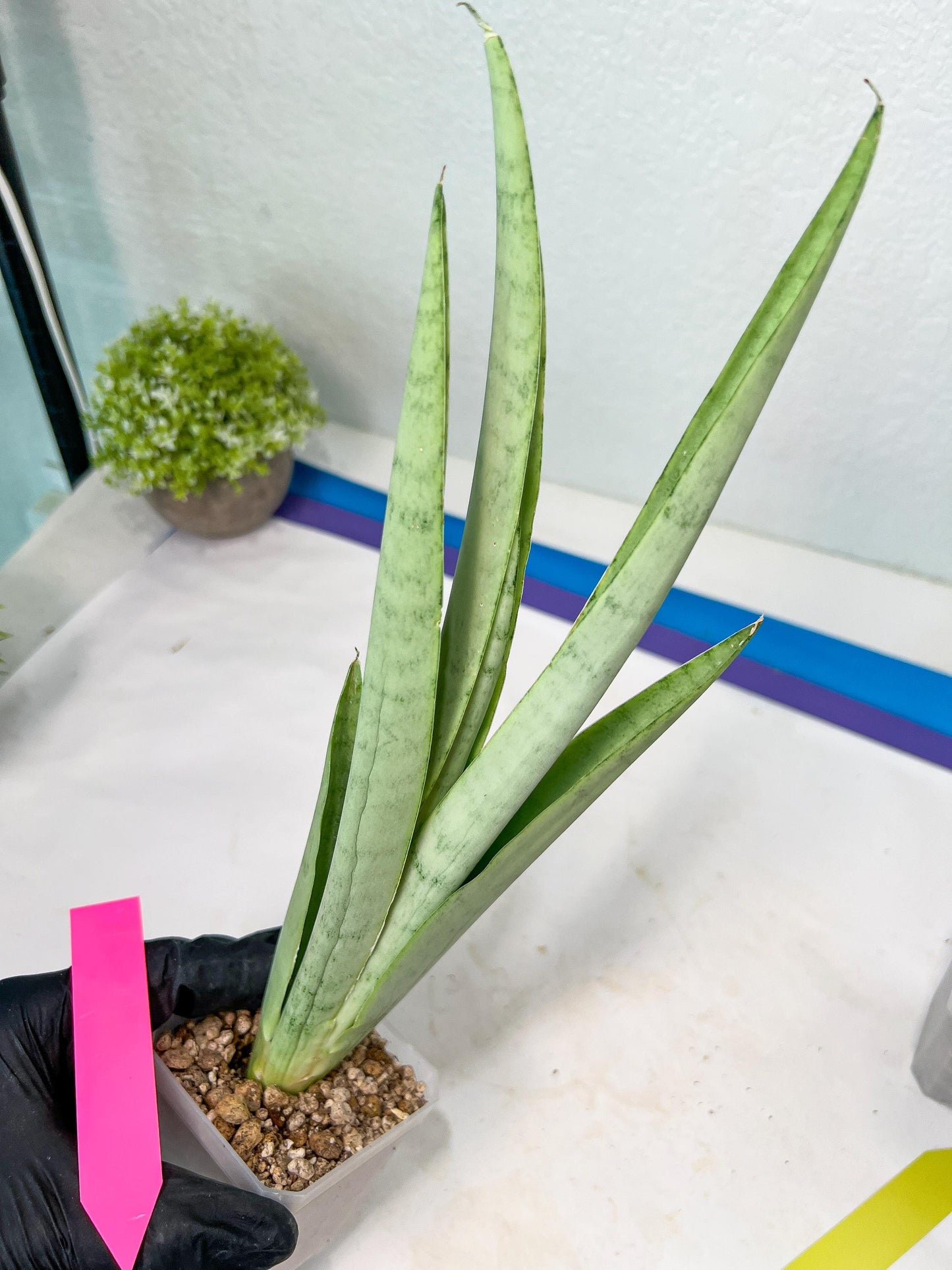 Sansevieria Kamakiri (#B2) | New Imported Hybrids