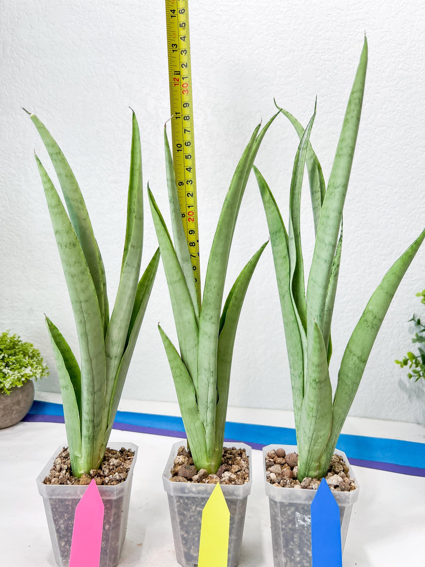 Sansevieria Kamakiri (#B2) | New Imported Hybrids