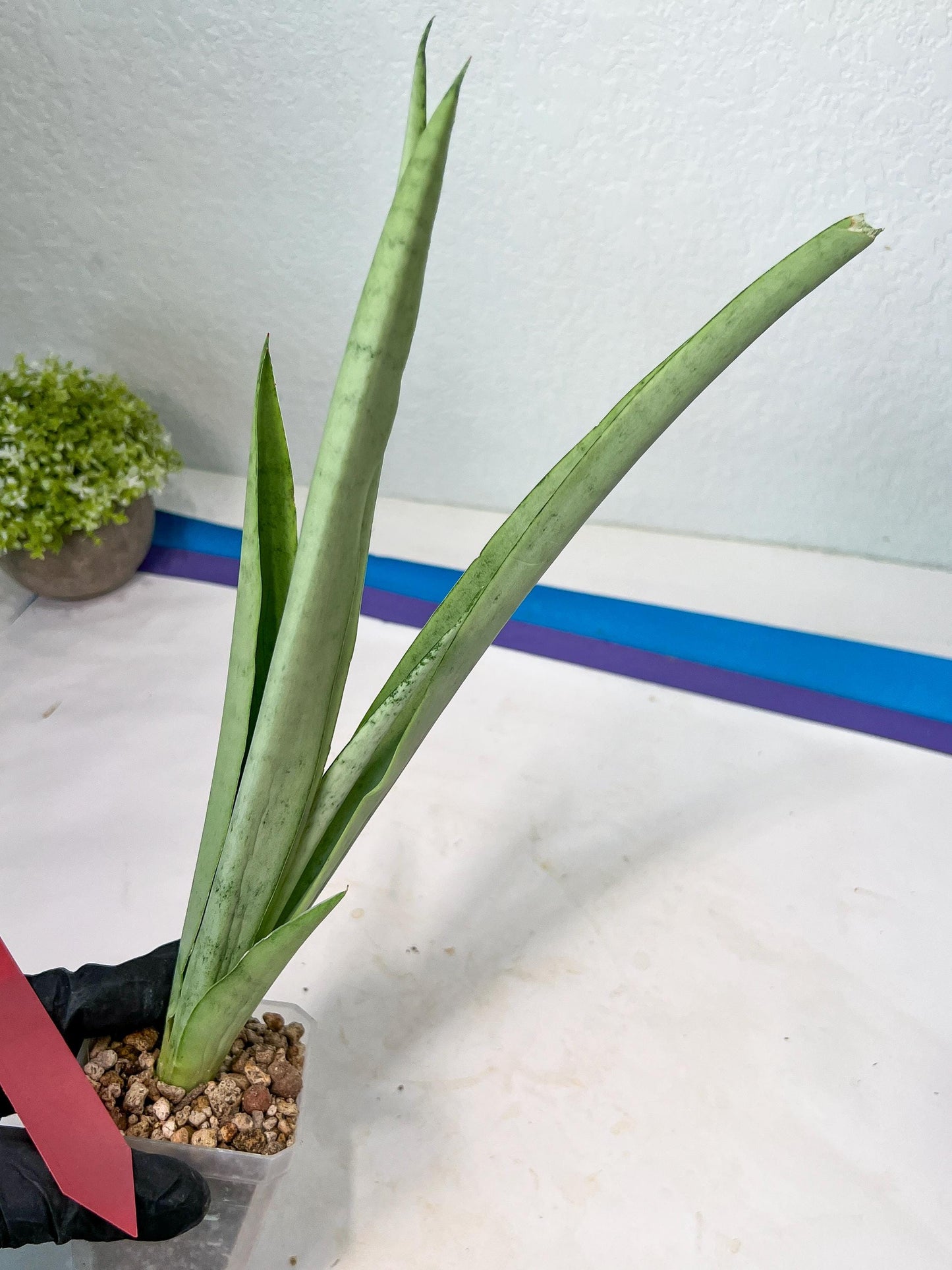 Sansevieria Kamakiri (#B2.2) | New Imported Hybrids