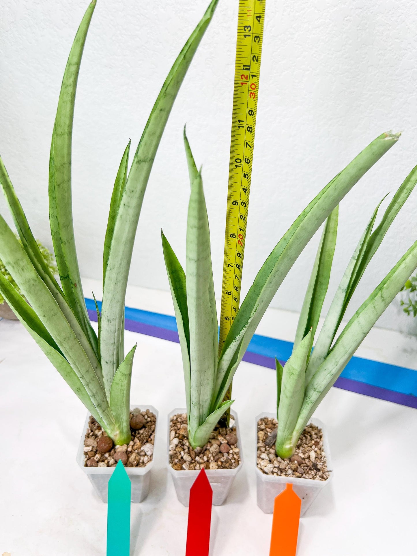 Sansevieria Kamakiri (#B2.2) | New Imported Hybrids