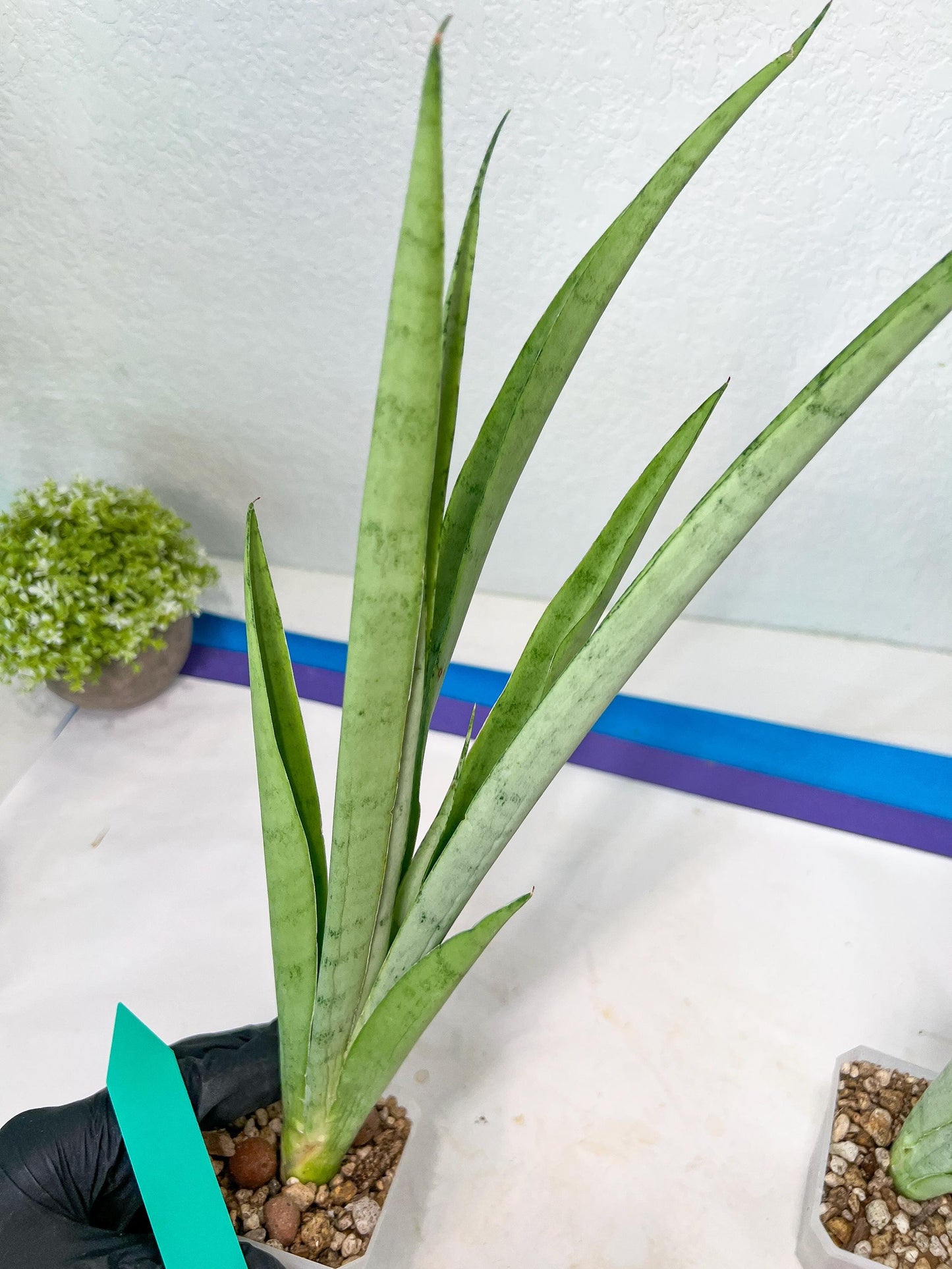 Sansevieria Kamakiri (#B2.2) | New Imported Hybrids