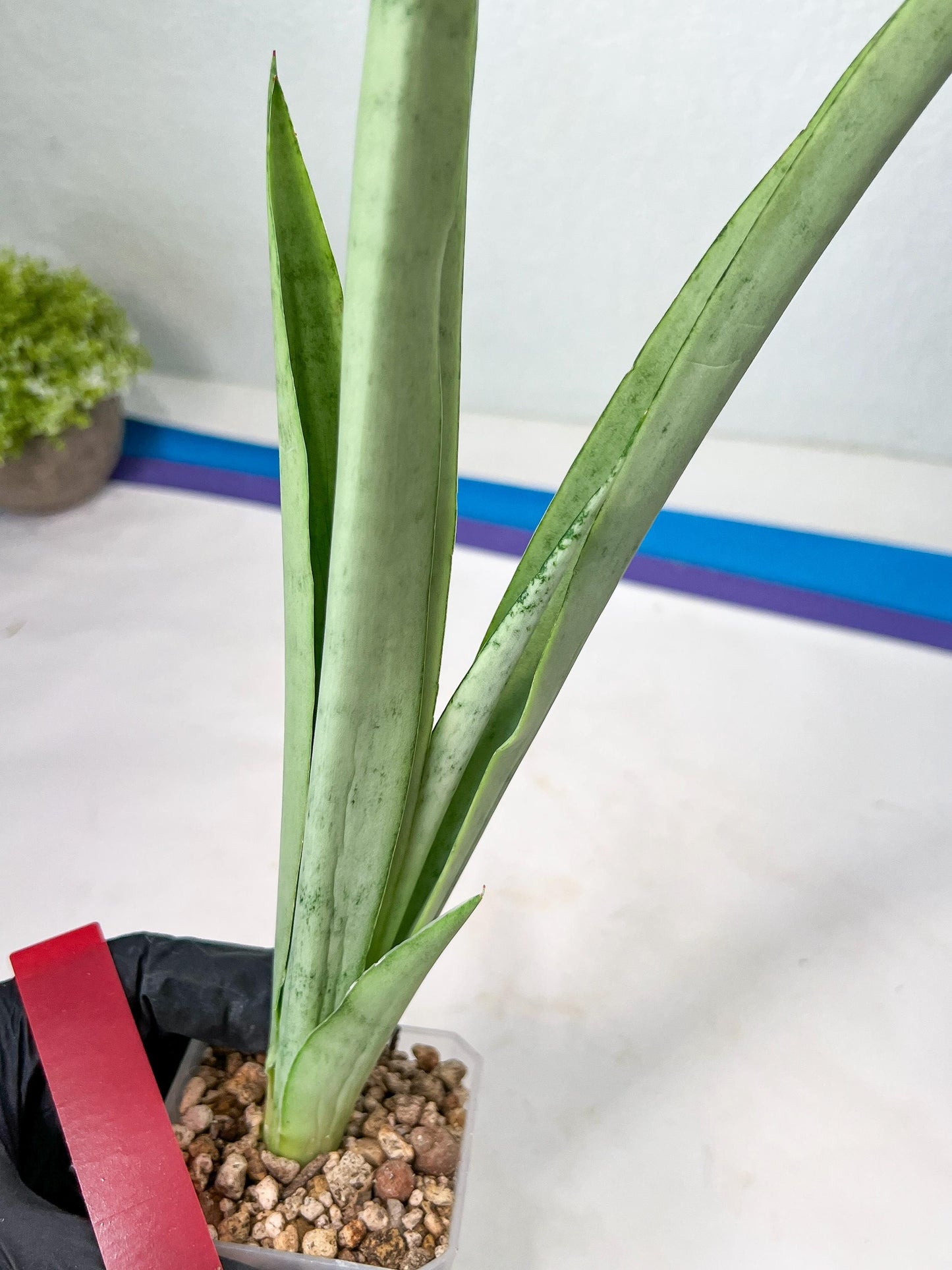 Sansevieria Kamakiri (#B2.2) | New Imported Hybrids