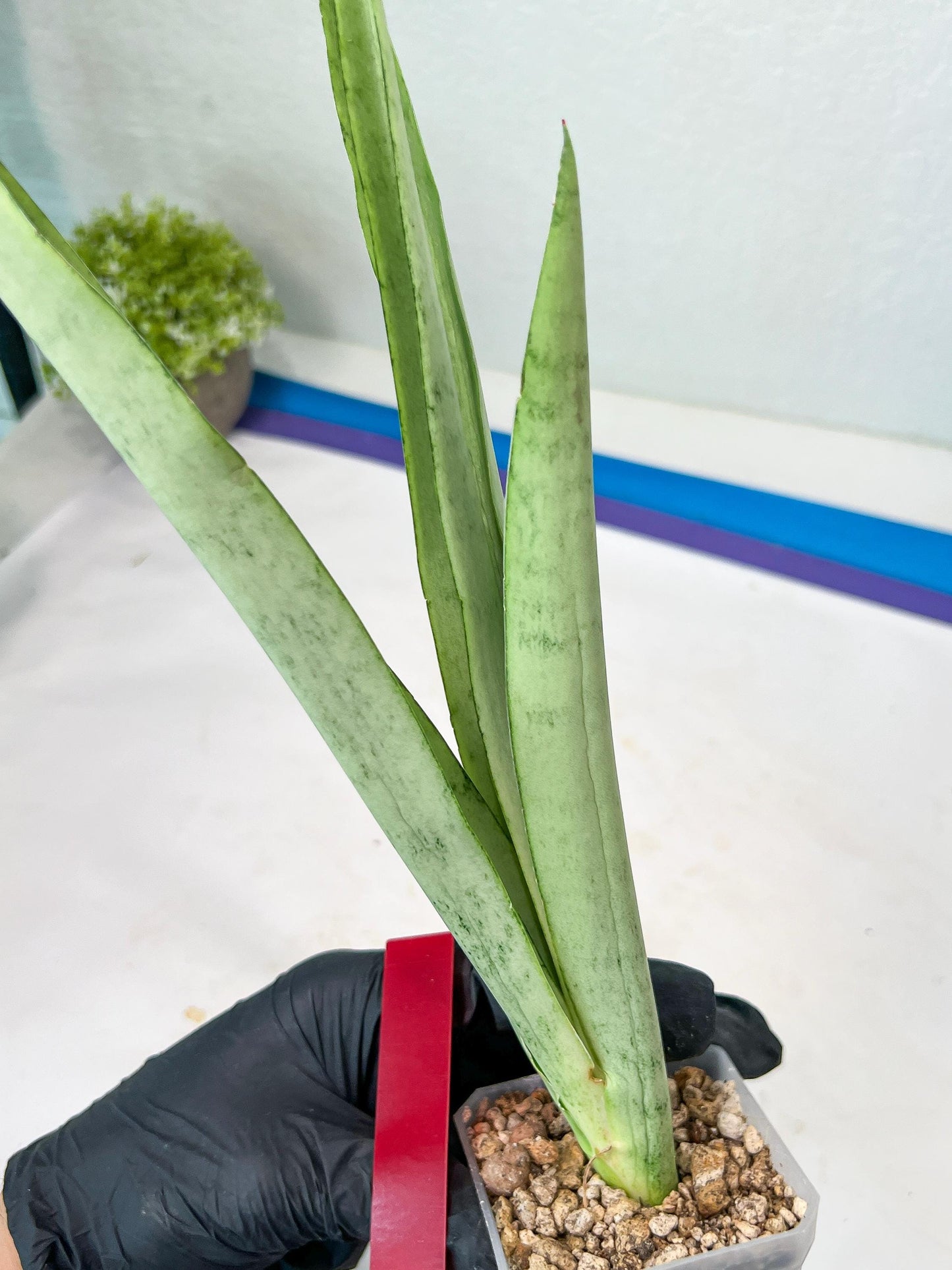 Sansevieria Kamakiri (#B2.2) | New Imported Hybrids