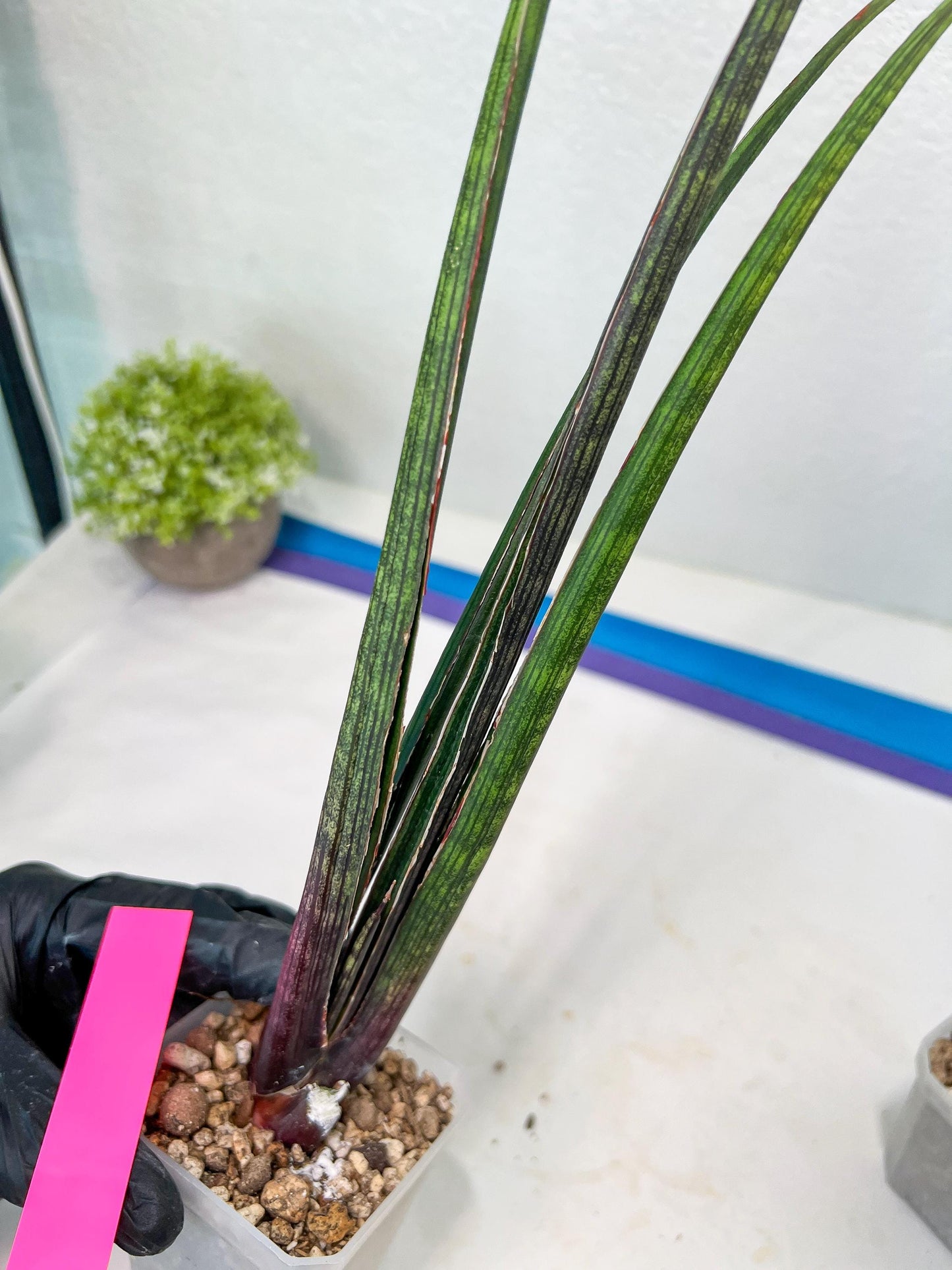 Sansevieria Tornadus (B3) | New Hybrids Imported