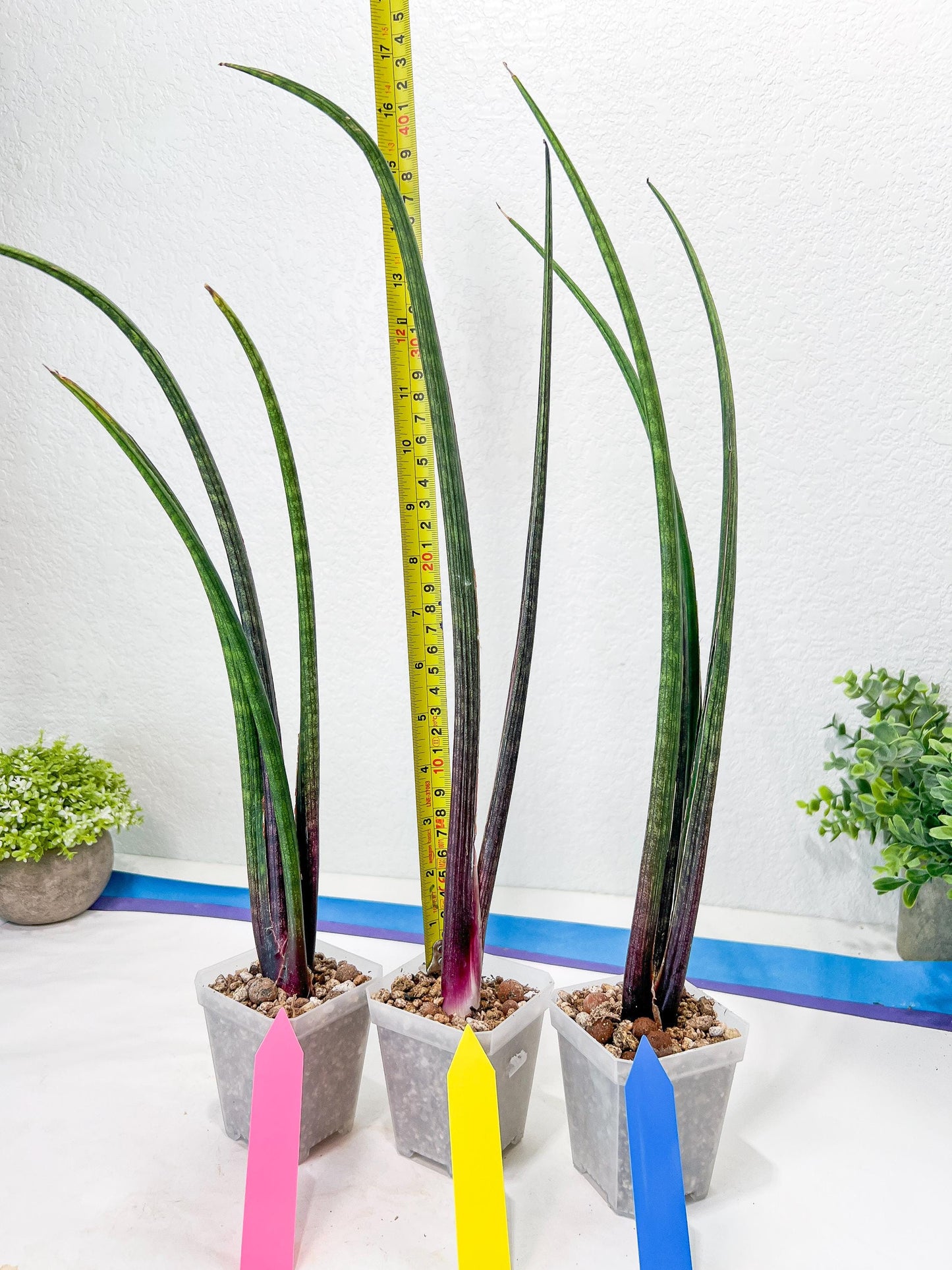 Sansevieria Tornadus (B3) | New Hybrids Imported