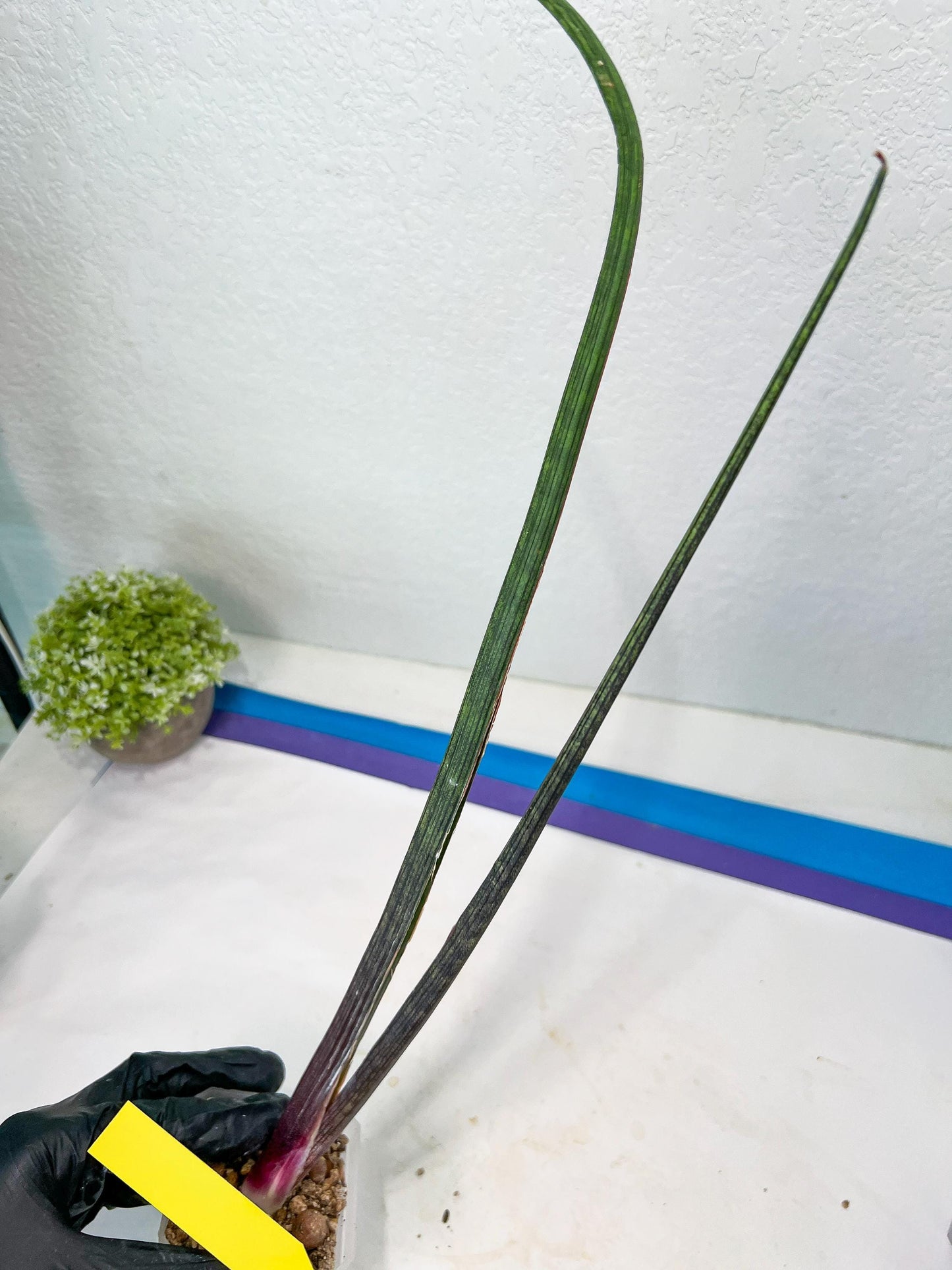 Sansevieria Tornadus (B3) | New Hybrids Imported