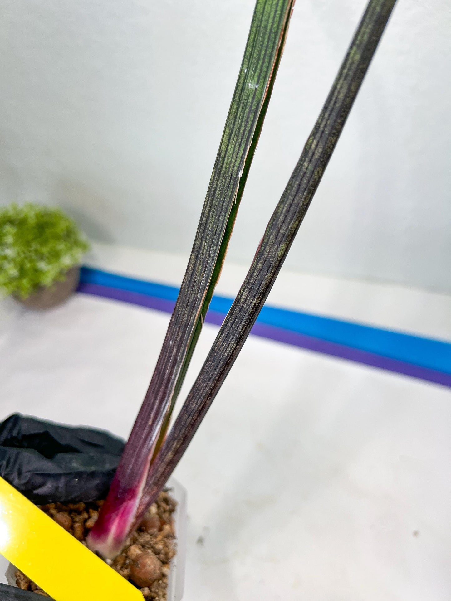 Sansevieria Tornadus (B3) | New Hybrids Imported