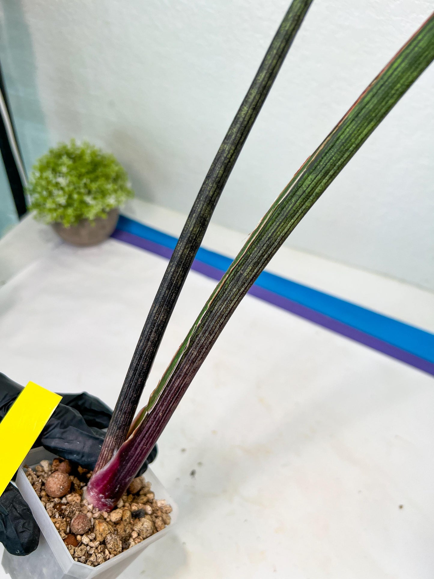 Sansevieria Tornadus (B3) | New Hybrids Imported