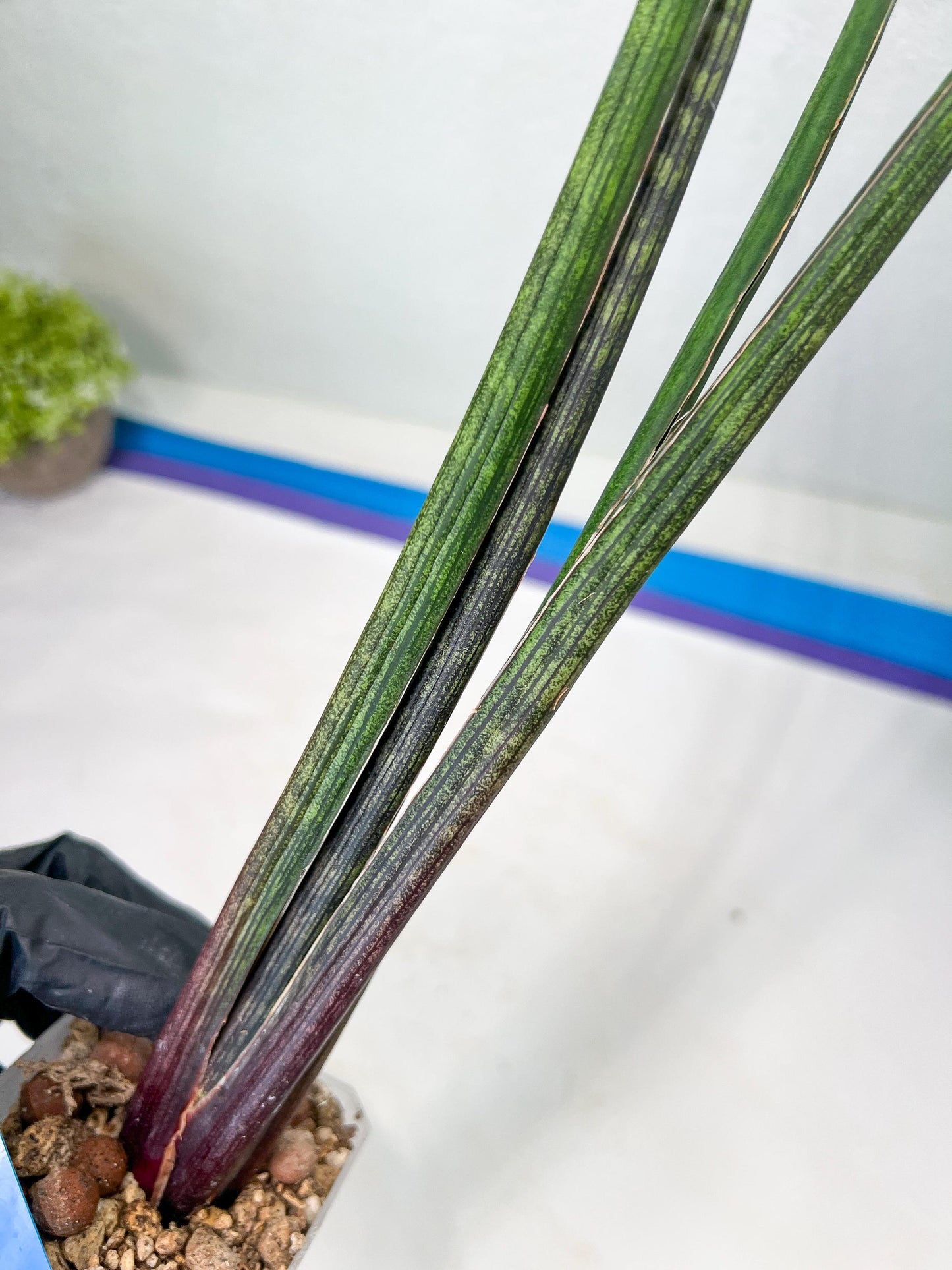 Sansevieria Tornadus (B3) | New Hybrids Imported