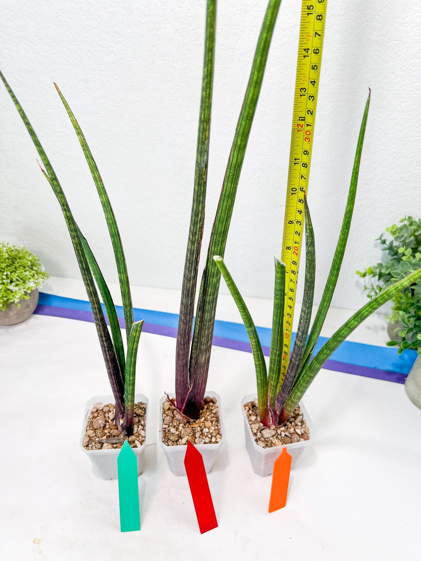 Sansevieria Tornadus (B3.2) | New Hybrids Imported