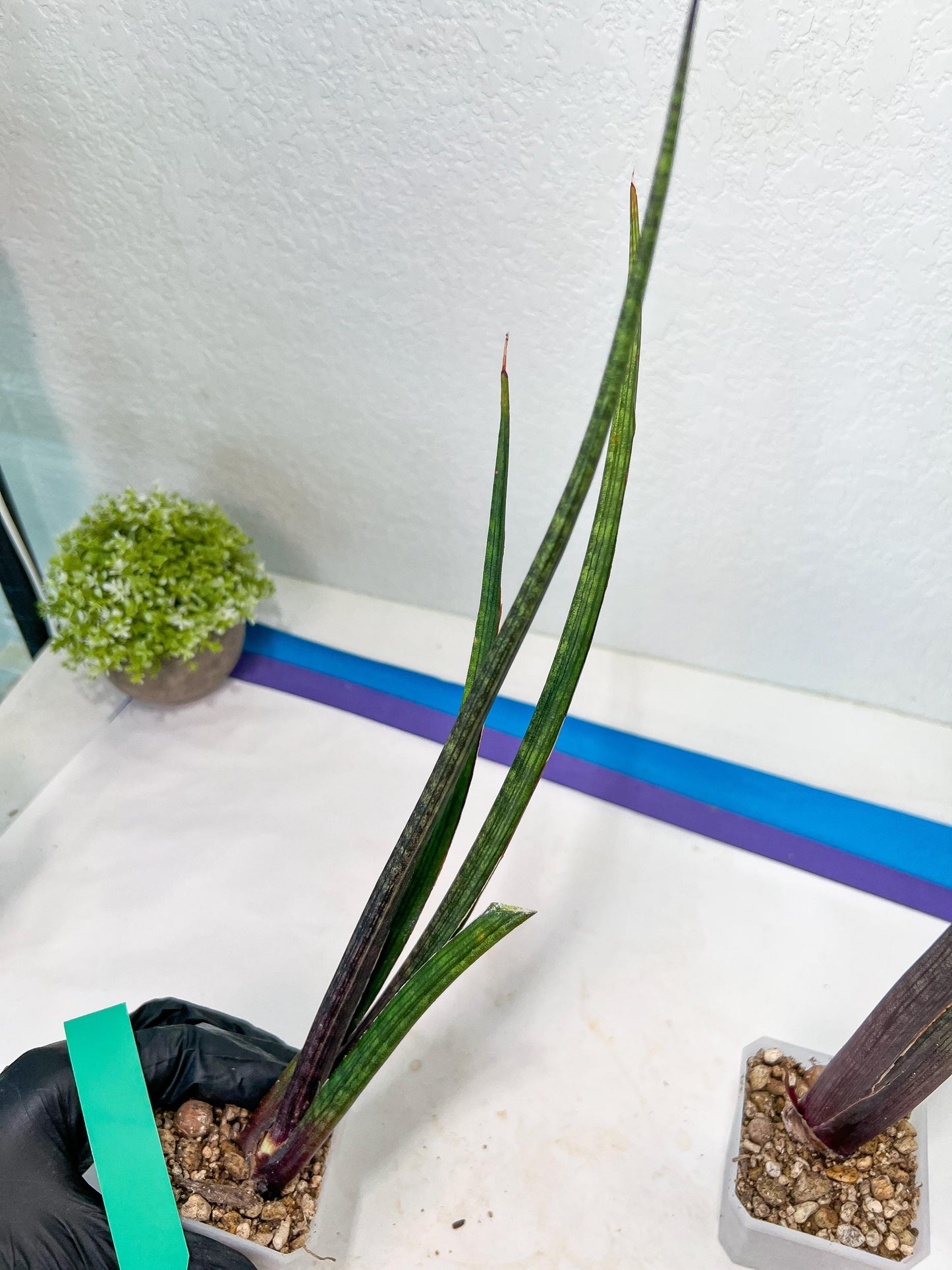 Sansevieria Tornadus (B3.2) | New Hybrids Imported