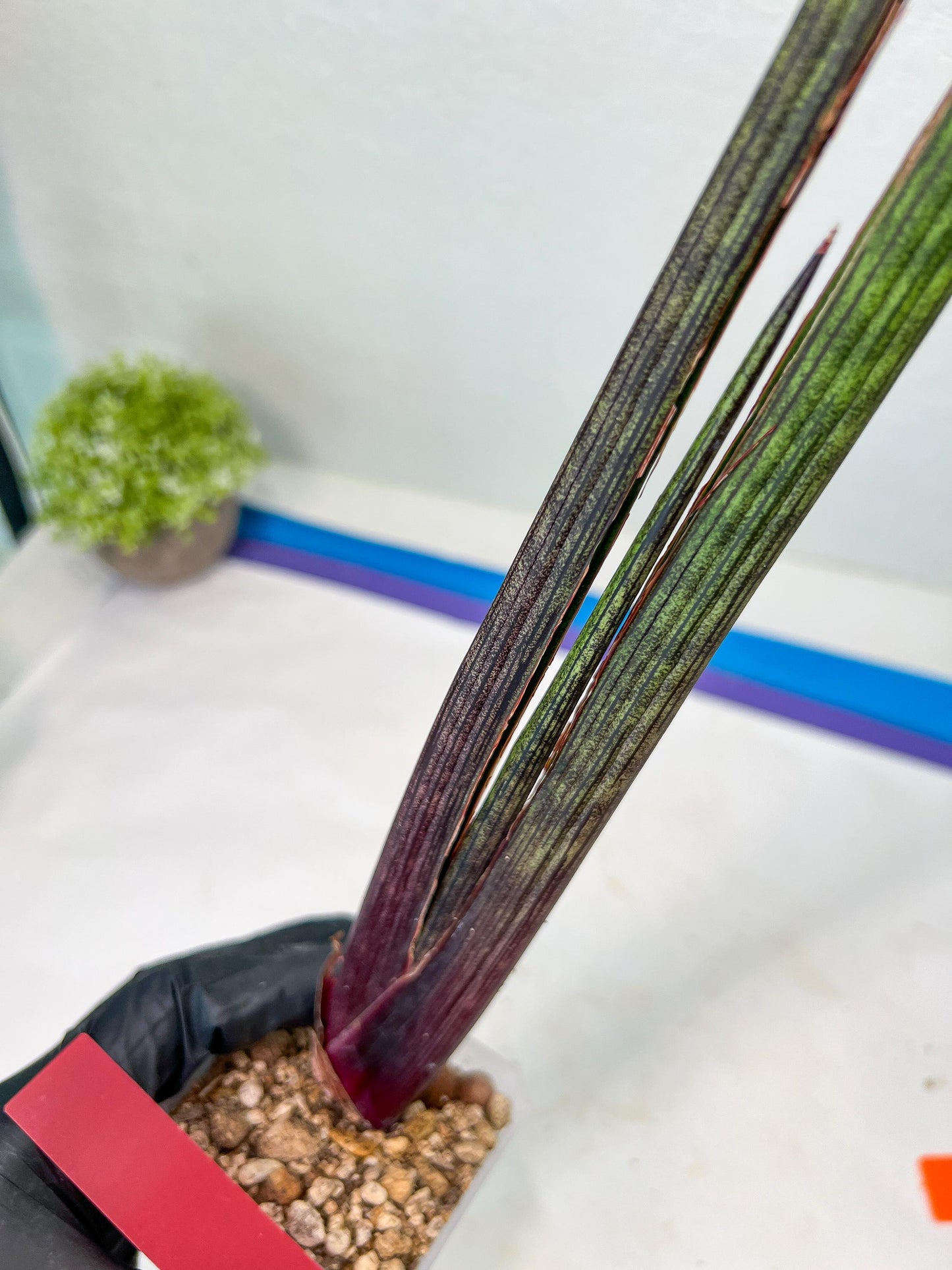 Sansevieria Tornadus (B3.2) | New Hybrids Imported