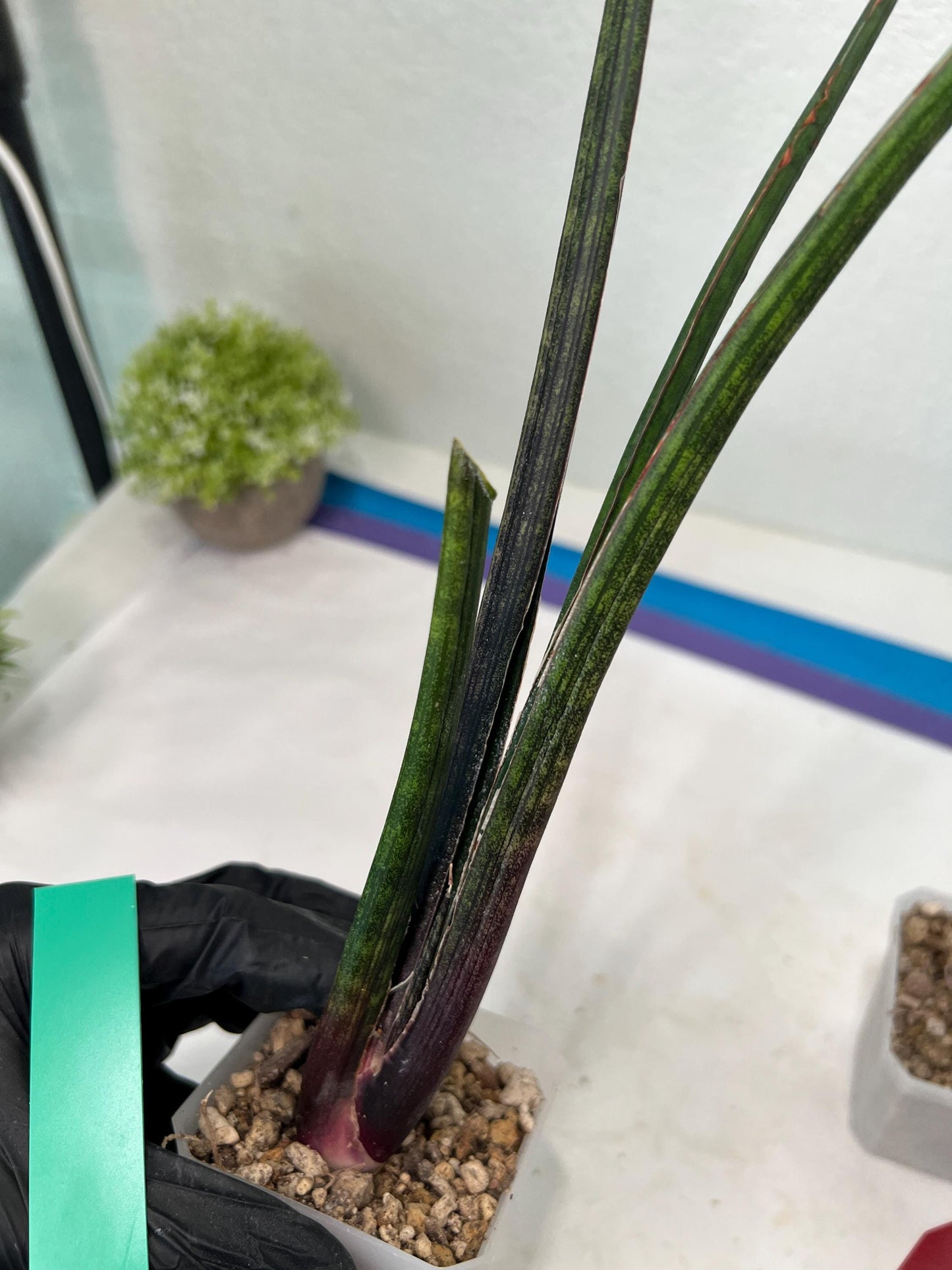 Sansevieria Tornadus (B3.2) | New Hybrids Imported
