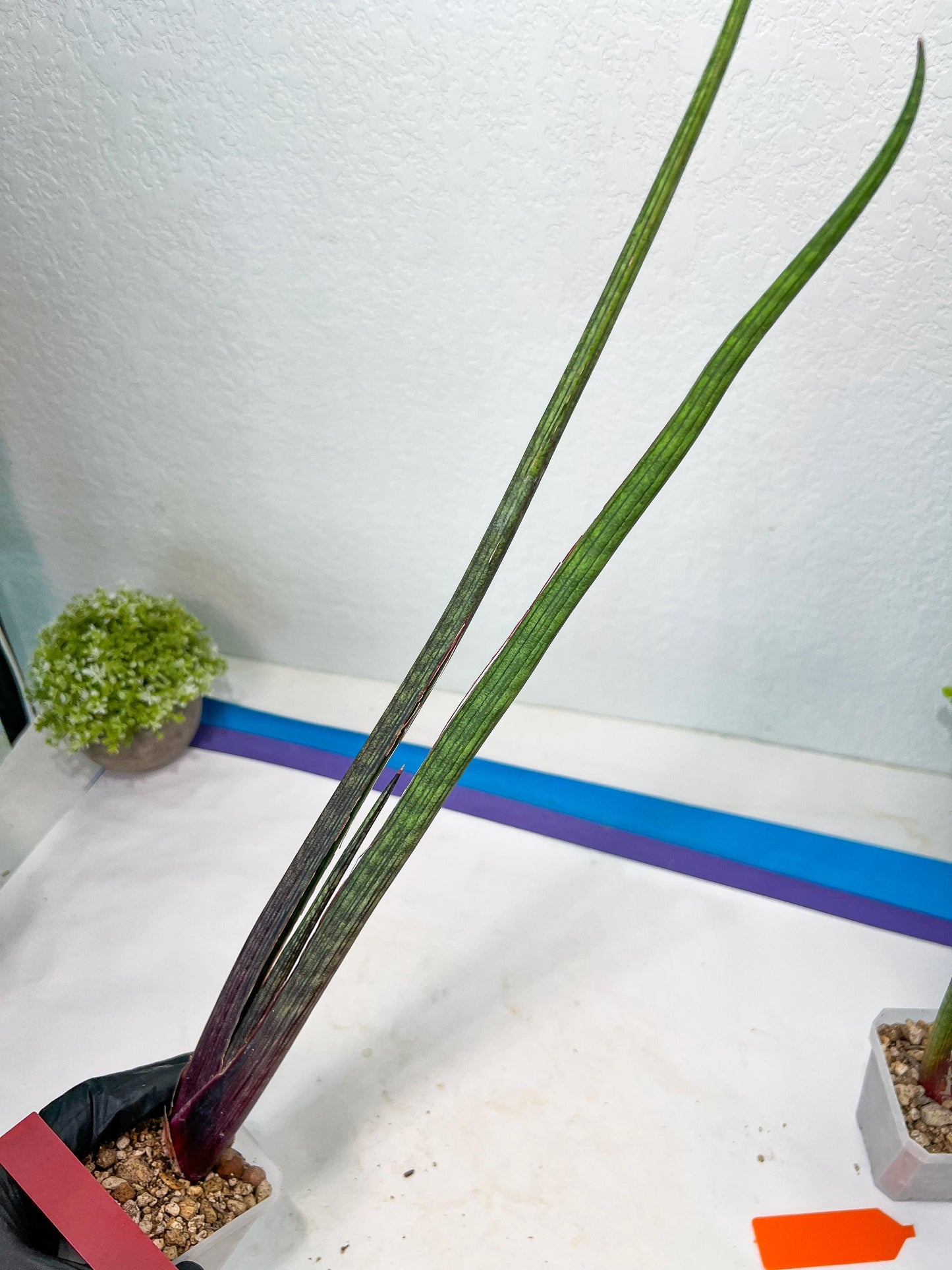 Sansevieria Tornadus (B3.2) | New Hybrids Imported